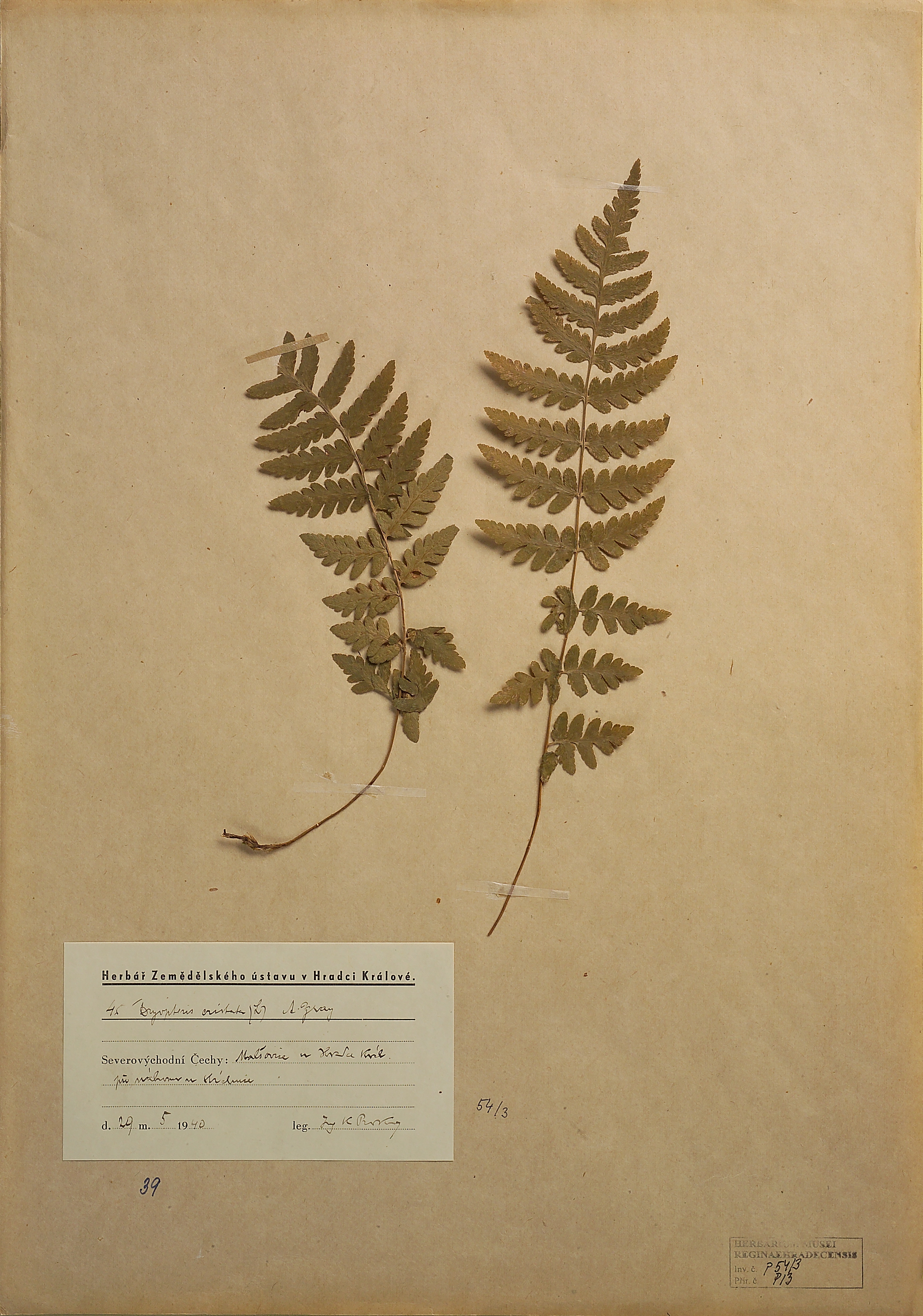 Náhledový obrázek Kapraď hřebenitá (Dryopteris cristata) - 1
