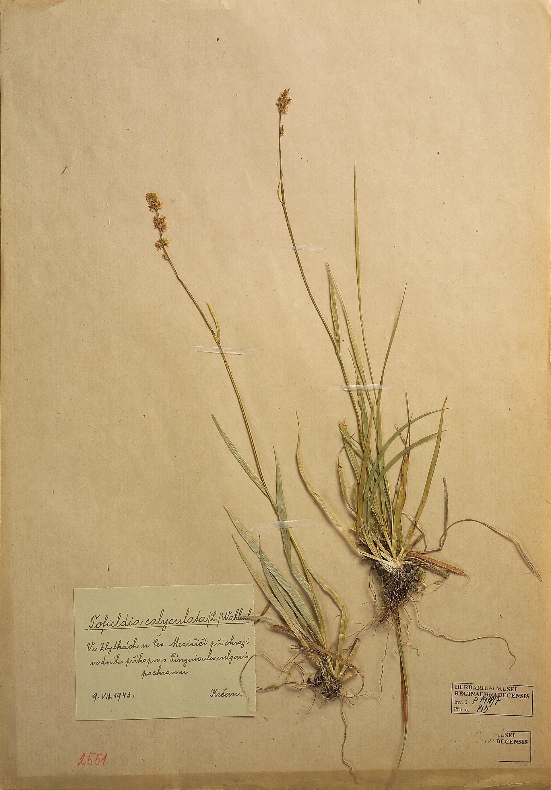 Náhledový obrázek předmětu Kohátka kalíškatá (Tofieldia calyculata)