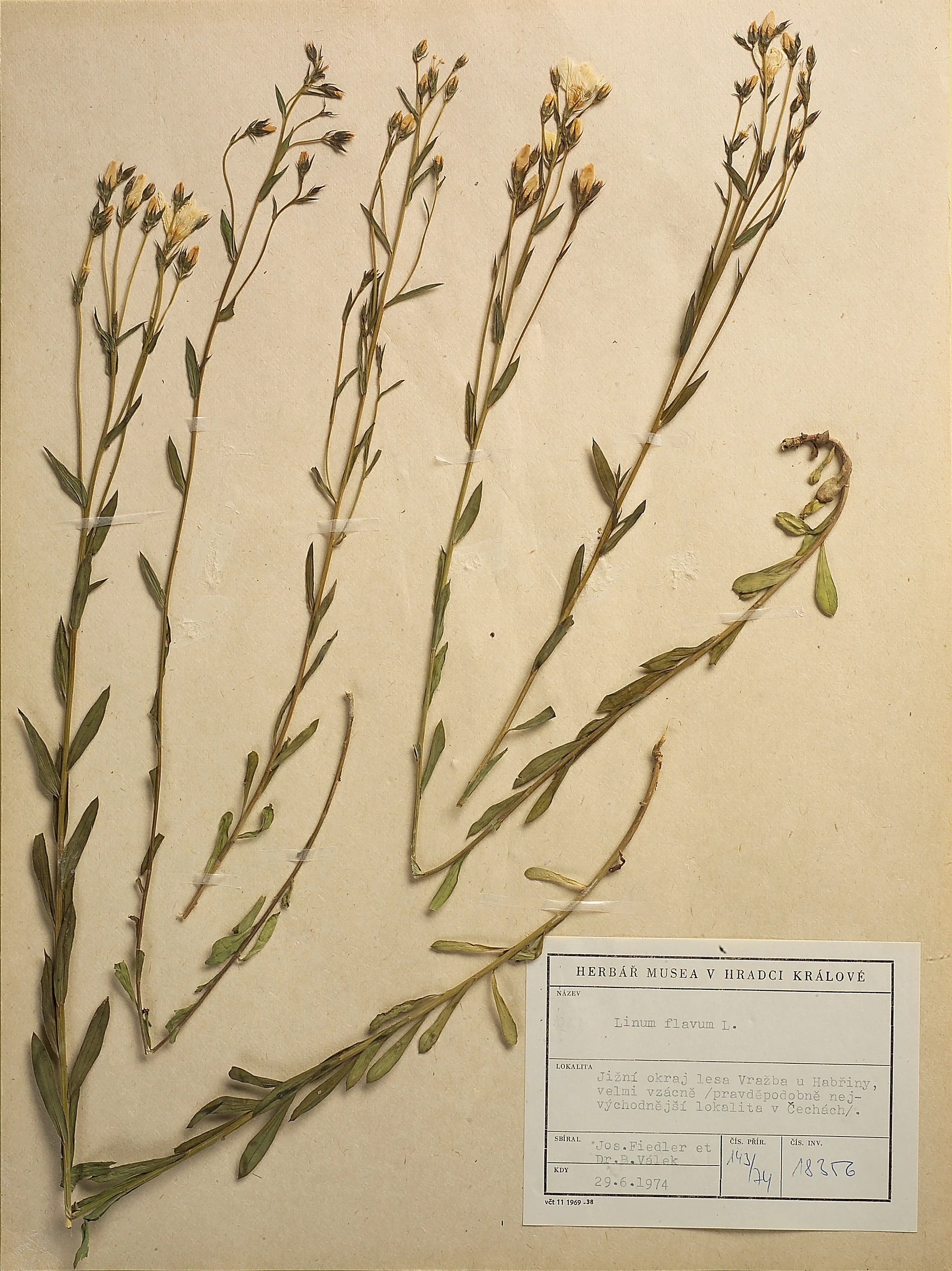 Náhledový obrázek předmětu Len žlutý (Linum flavum)