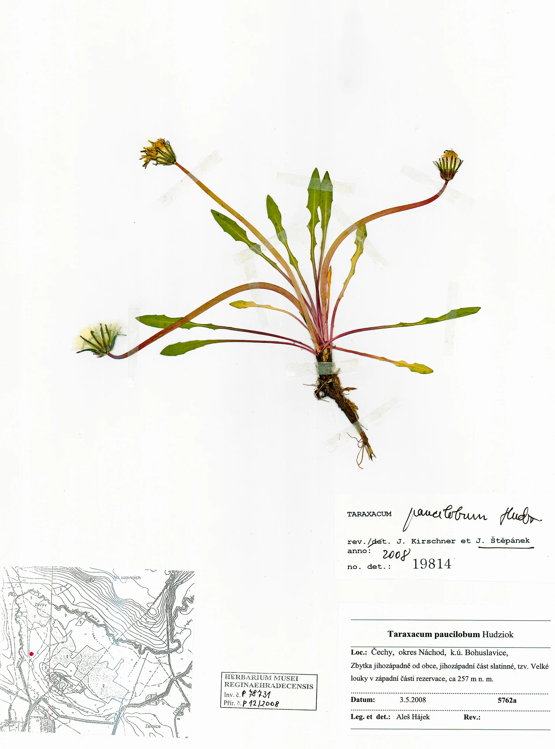 Náhledový obrázek předmětu Pampeliška chudolaločná (Taraxacum paucibolum)