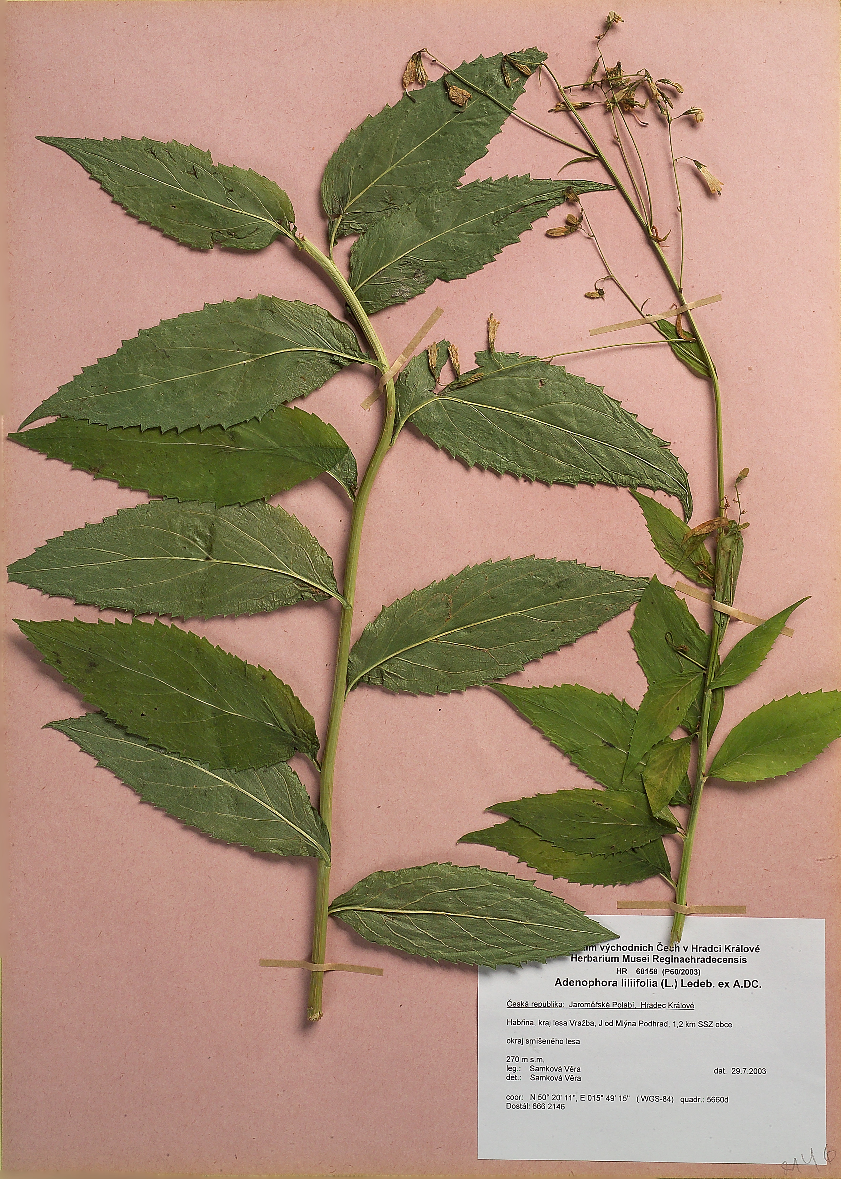 Náhledový obrázek Zvonec liliolistý (Adenophora liliifolia) - 1