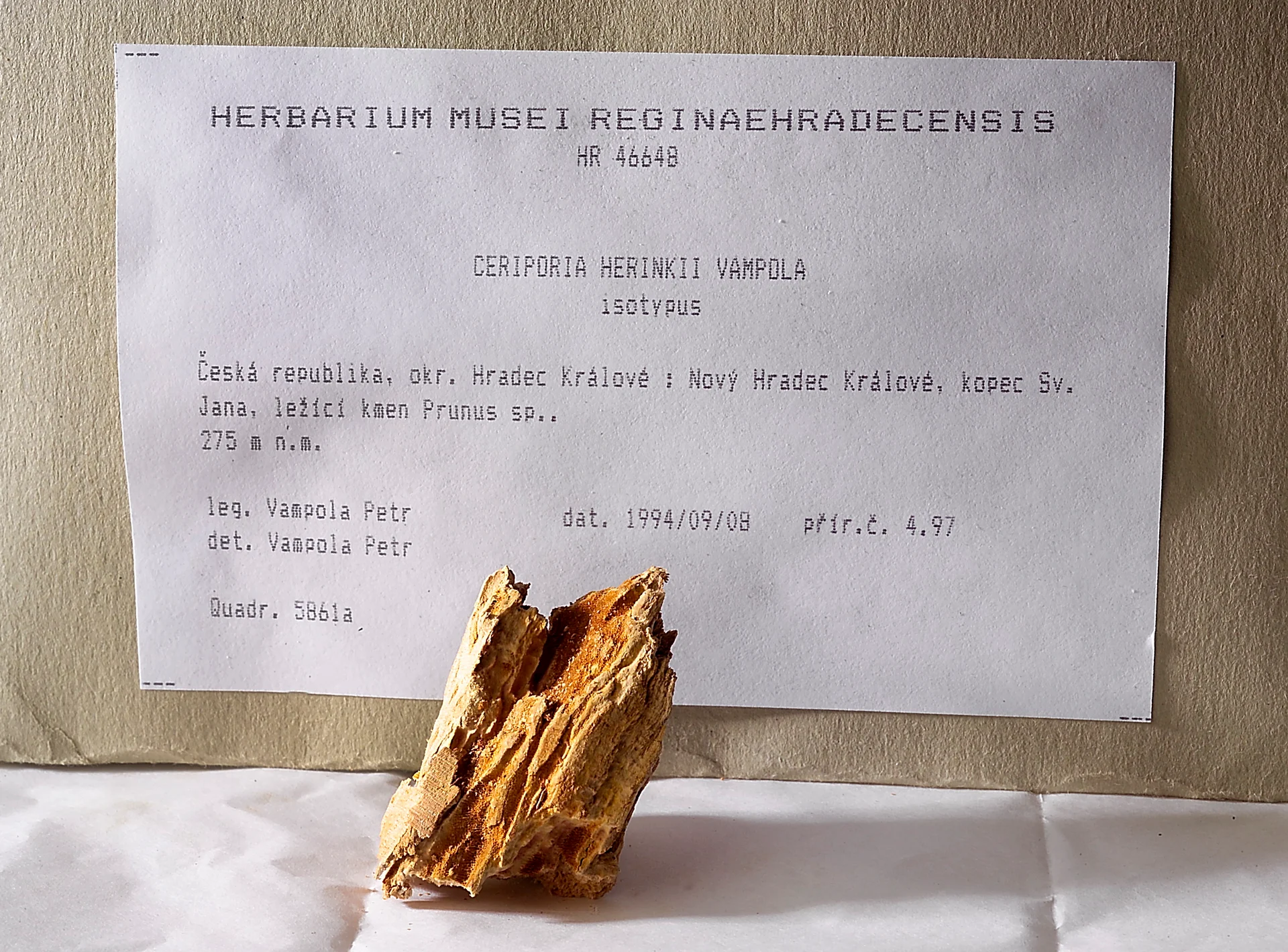 Náhledový obrázek předmětu Pórnatka Herinkova (Ceriporia herinkii)