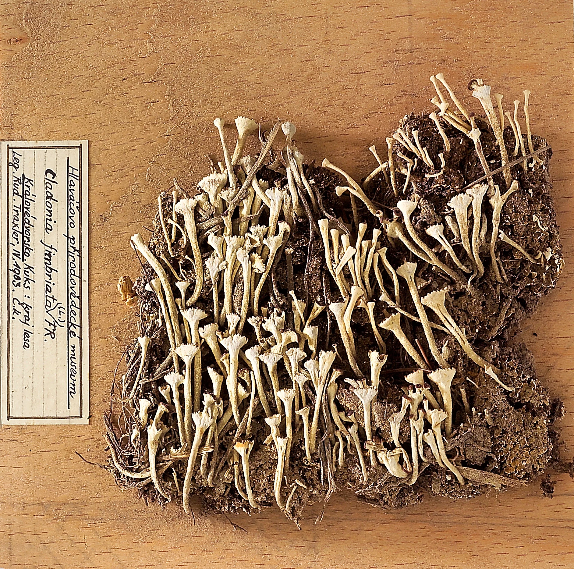 Náhledový obrázek předmětu Dutohlávka třásnitá (Cladonia fimbriata)