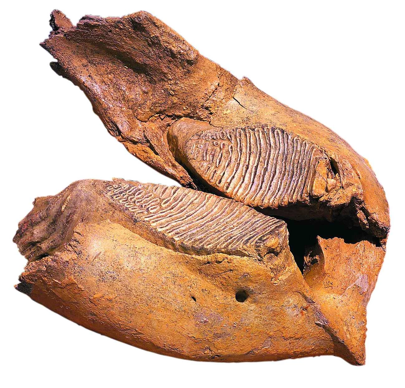 Náhledový obrázek předmětu Spodní čelist mamuta (Mummuthus primigenius) včetně obou stoliček