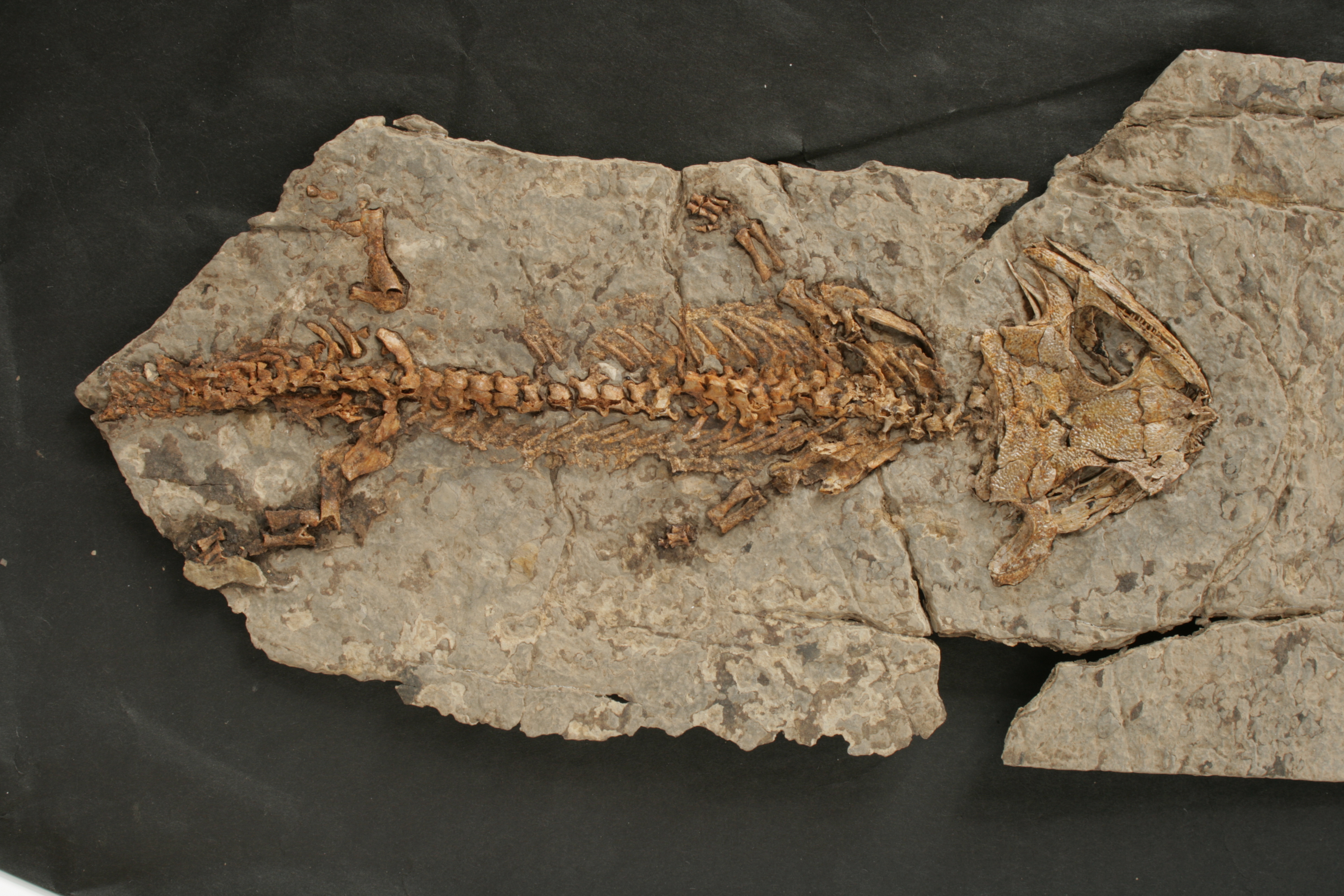 Náhledový obrázek Kostra obojživelníka Discosauriscus austriacus - 1