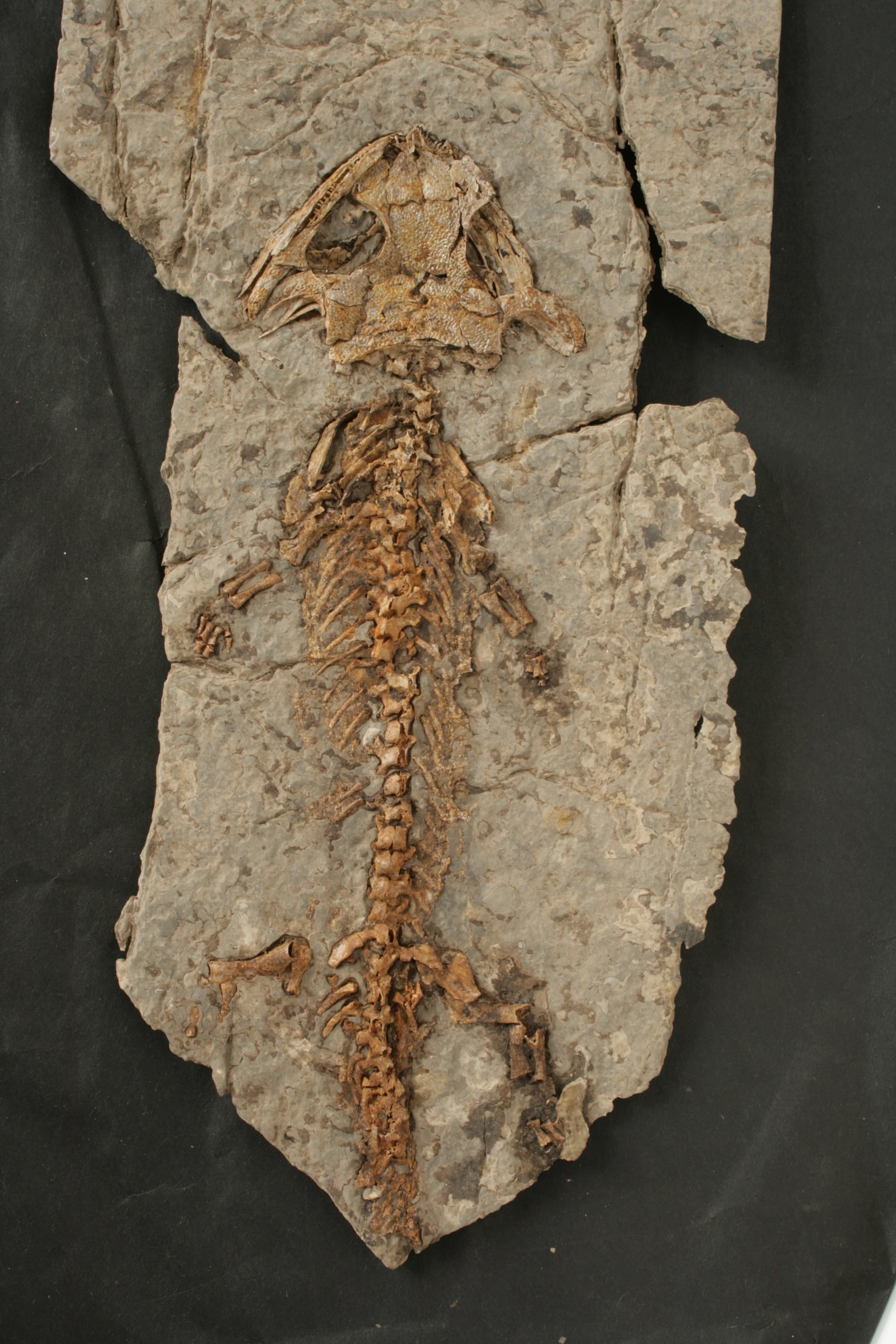 Náhledový obrázek předmětu Kostra obojživelníka Discosauriscus austriacus