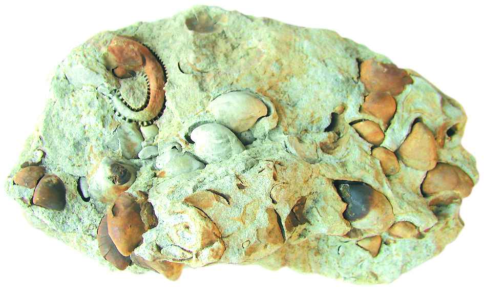 Náhledový obrázek Soubor schránek mlžů druhu Rhynchostreon suborbiculatum a Arctostrea carinata - 1