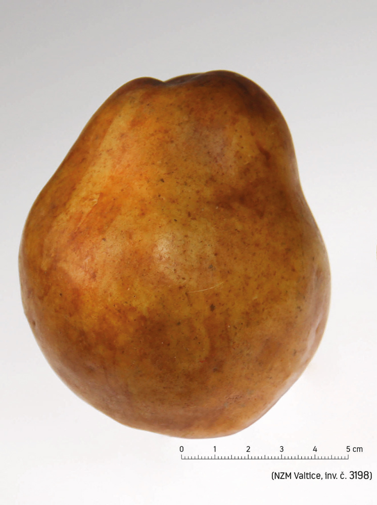 Náhledový obrázek Hruška Angoulemská - 1