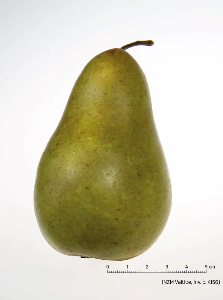 Náhledový obrázek předmětu Hruška Le Brunova