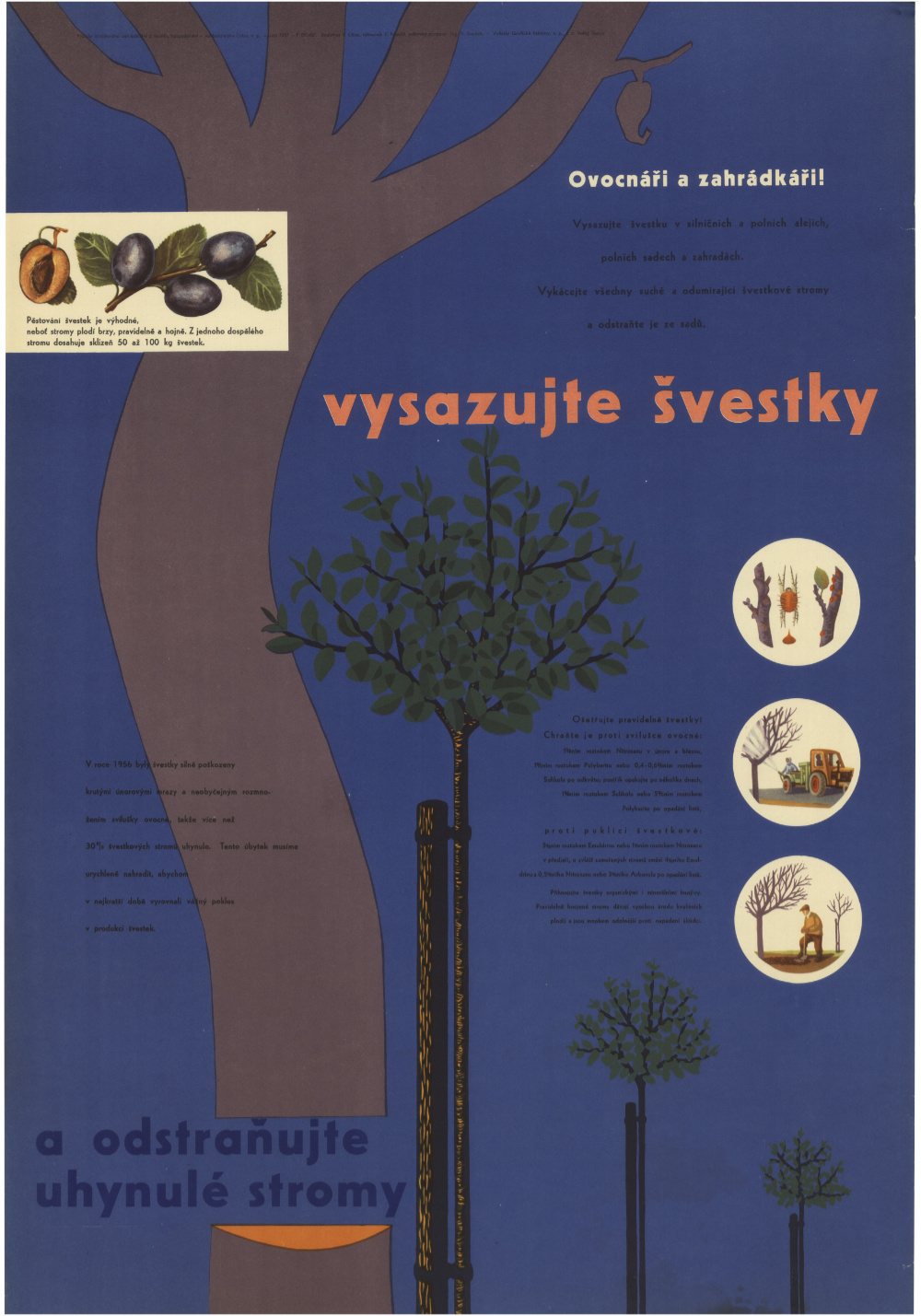 Náhledový obrázek Výzva k pěstování švestek, plakát - 1