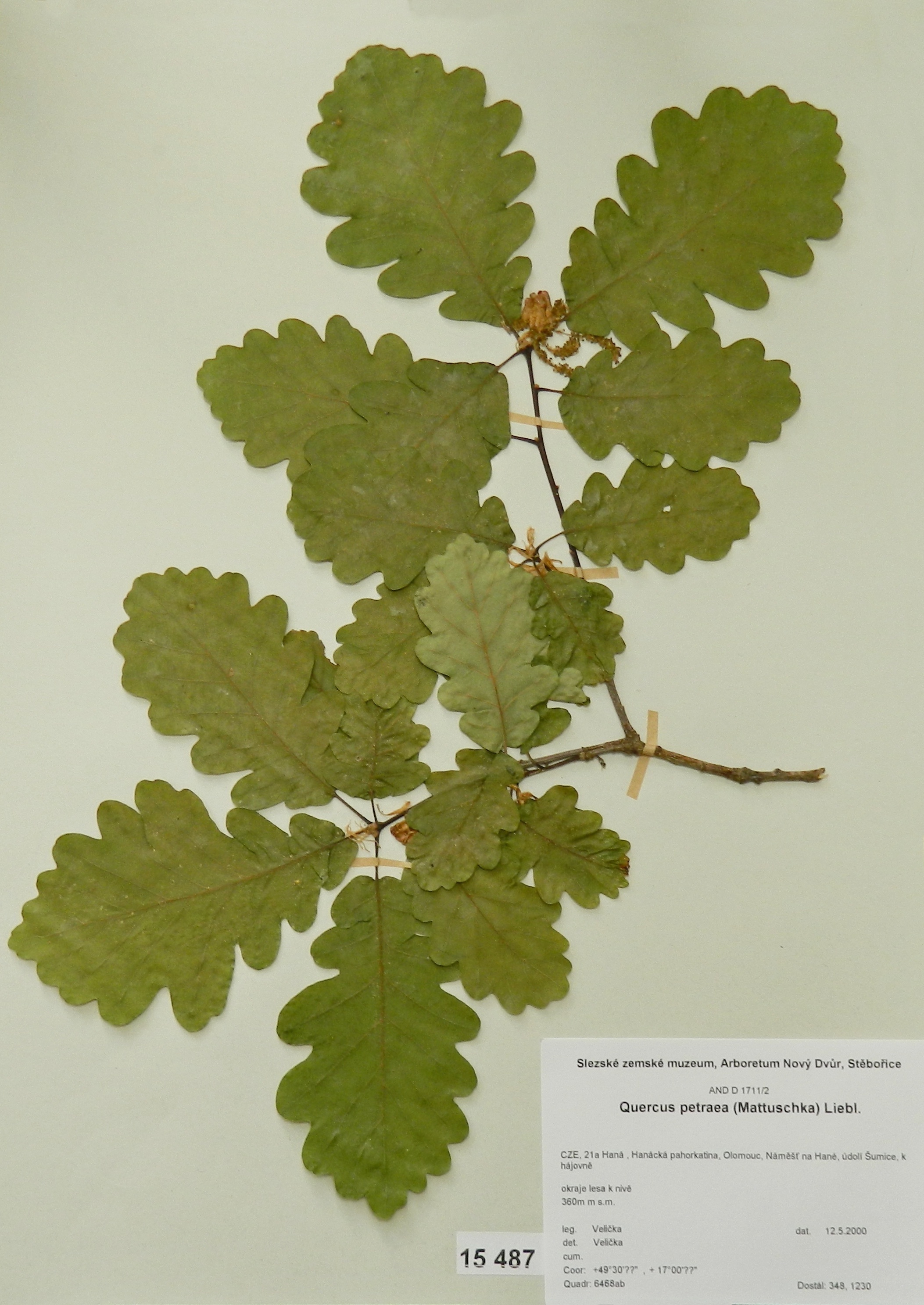 Náhledový obrázek Quercus petraea (Mattuschka) Liebl - 1