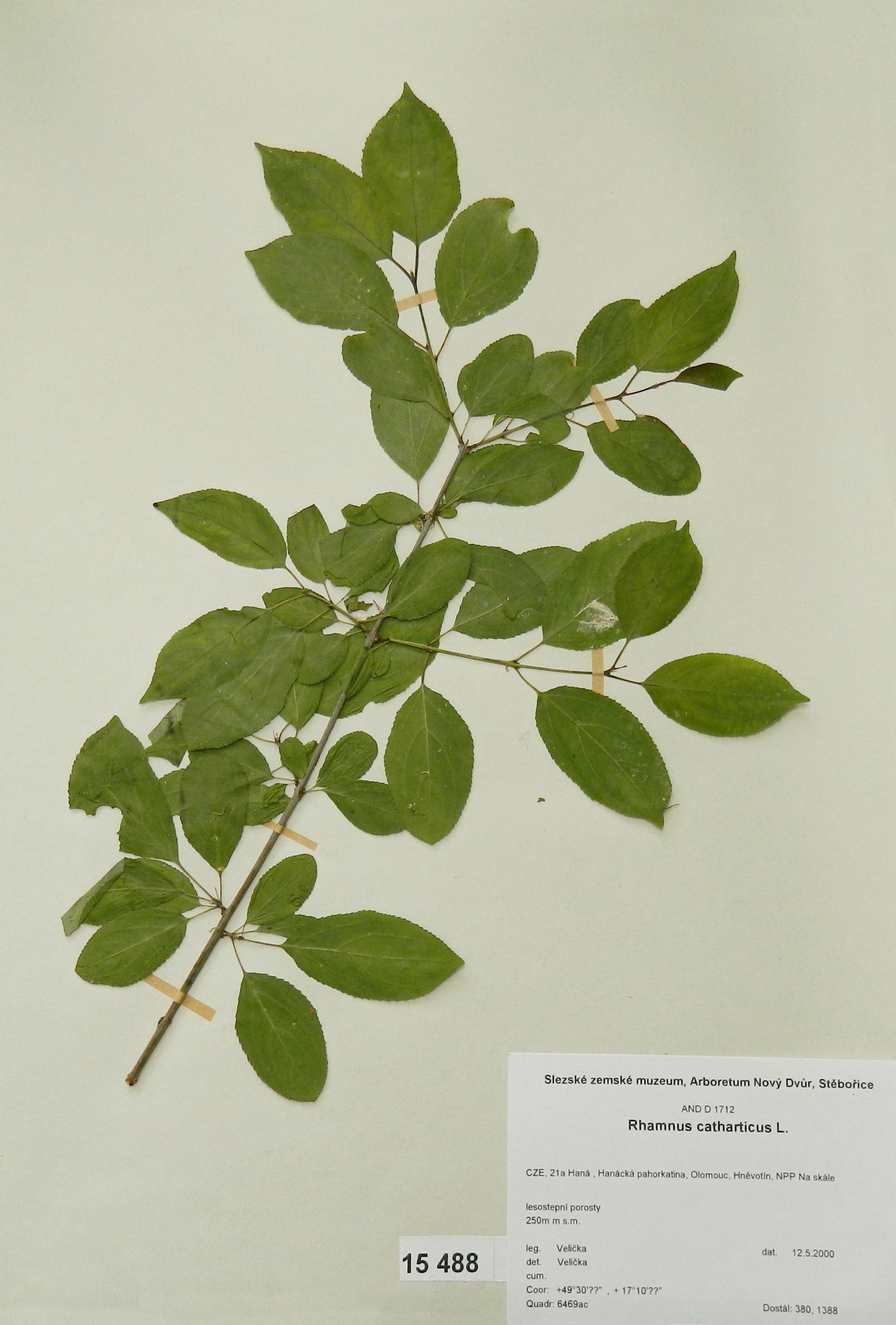 Náhledový obrázek Rhamnus catharticus L - 1