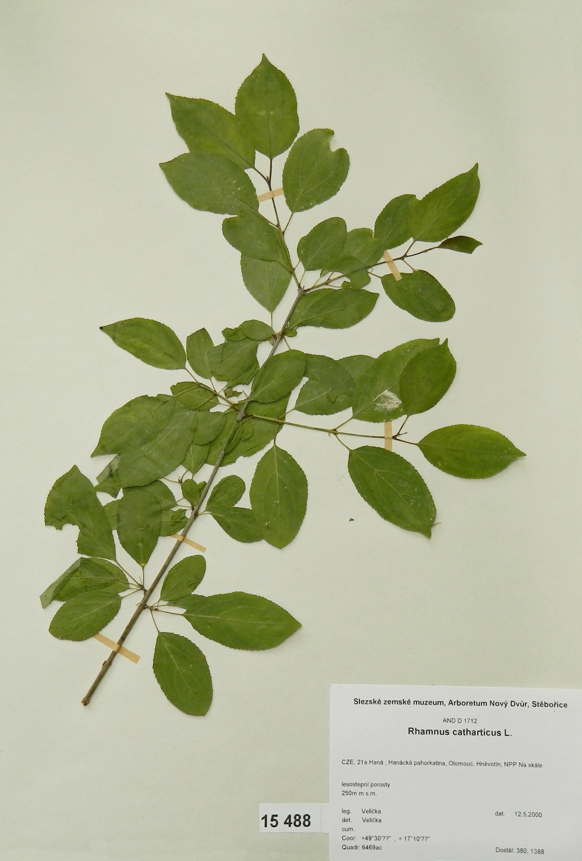 Náhledový obrázek předmětu Rhamnus catharticus L