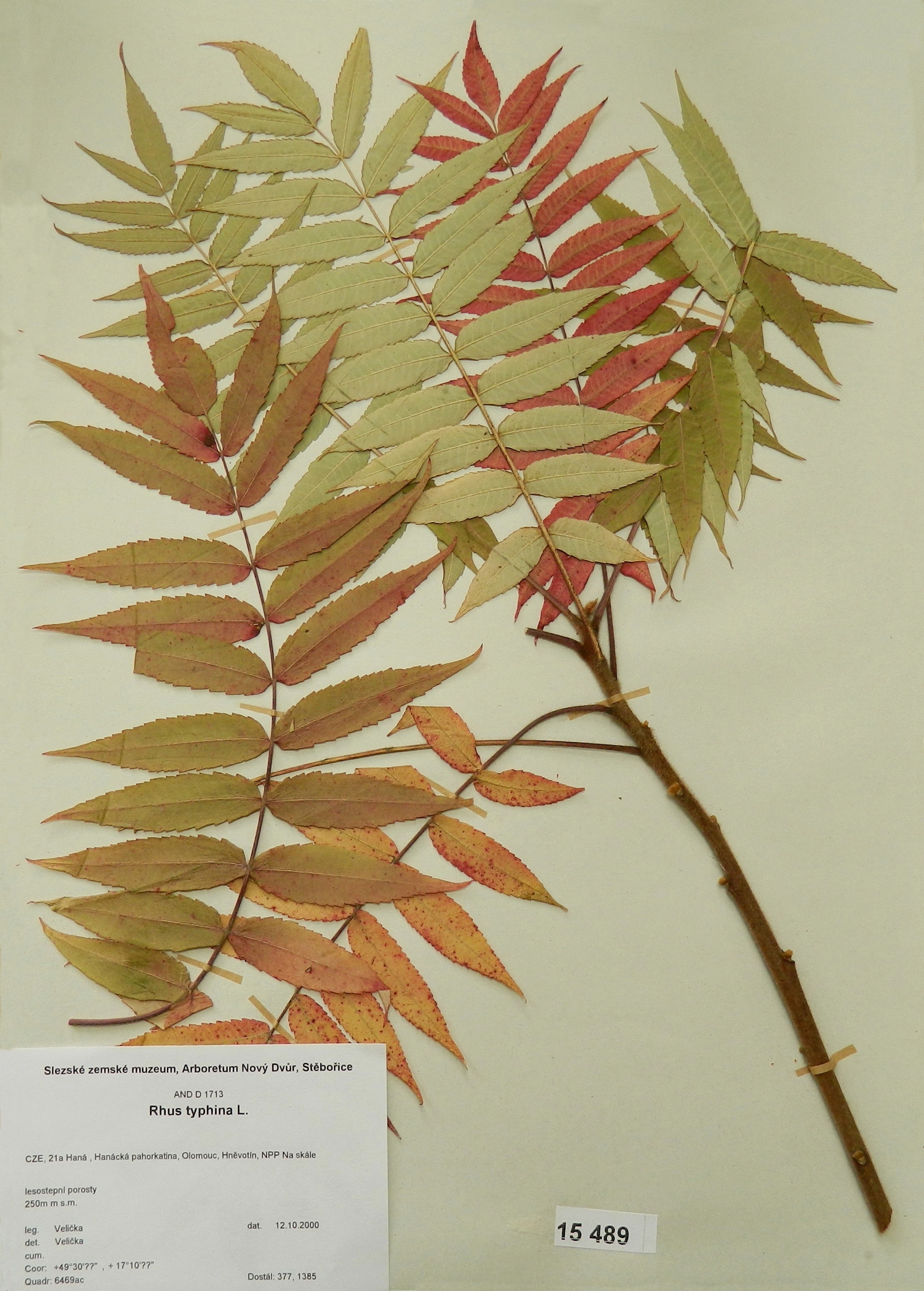 Náhledový obrázek Rhus typhina L - 1