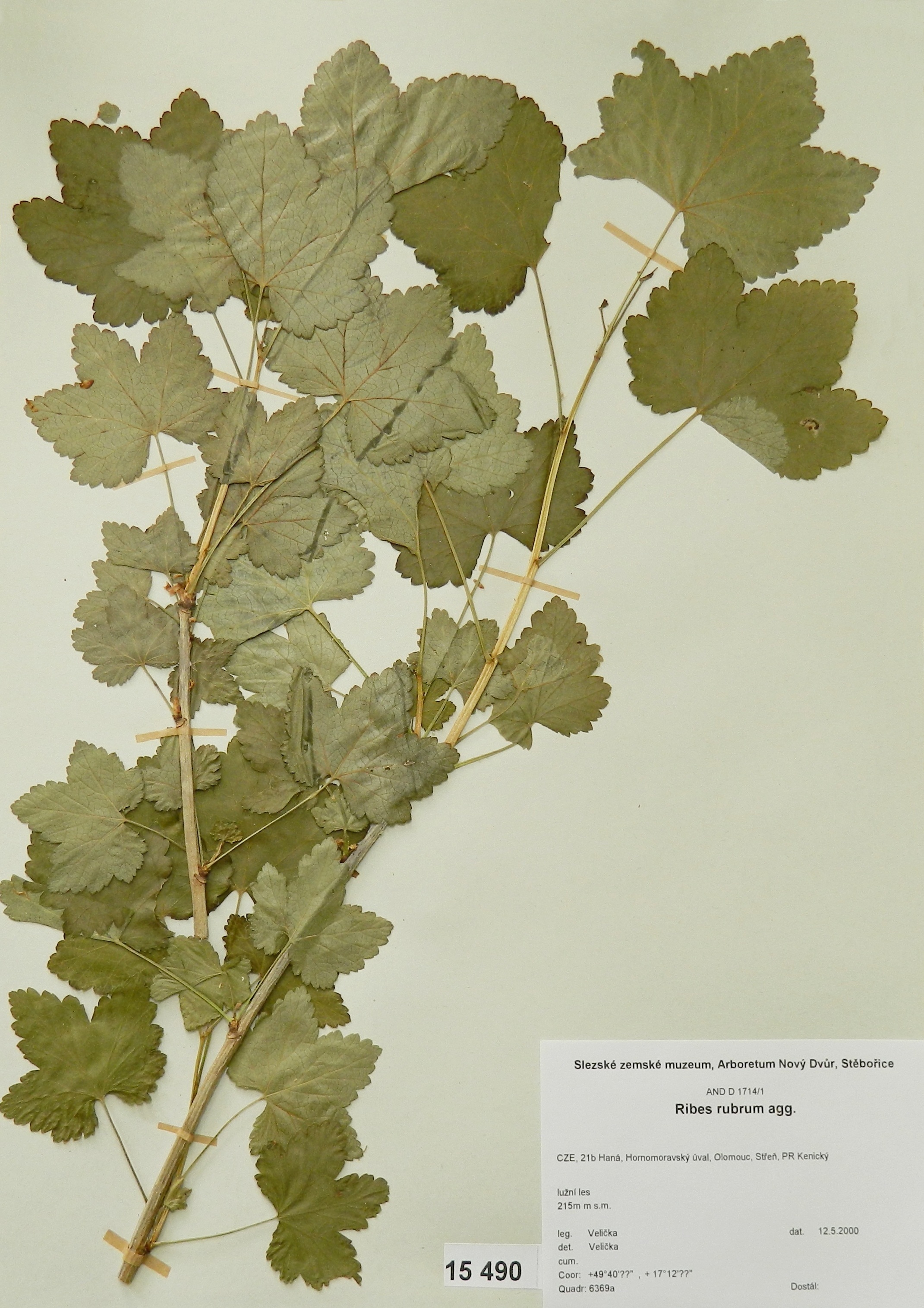 Náhledový obrázek Ribes rubrum agg - 1