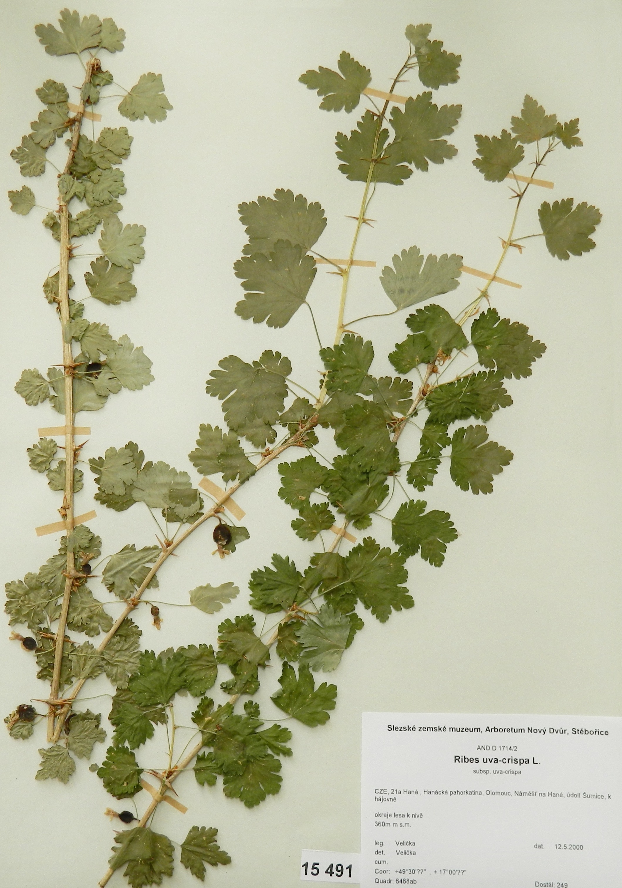 Náhledový obrázek Ribes uva-crispa L - 1