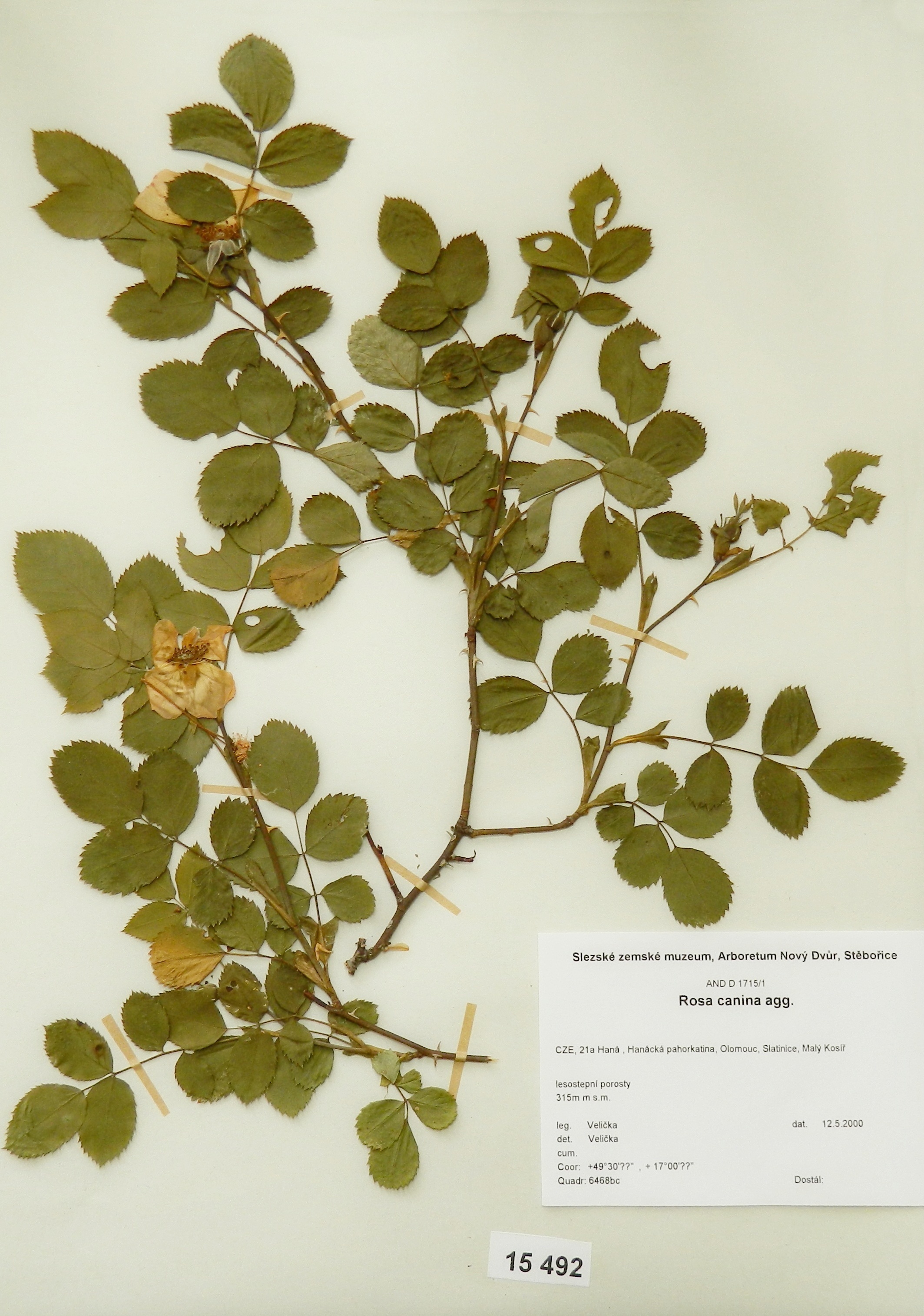 Náhledový obrázek Rosa canina agg - 1