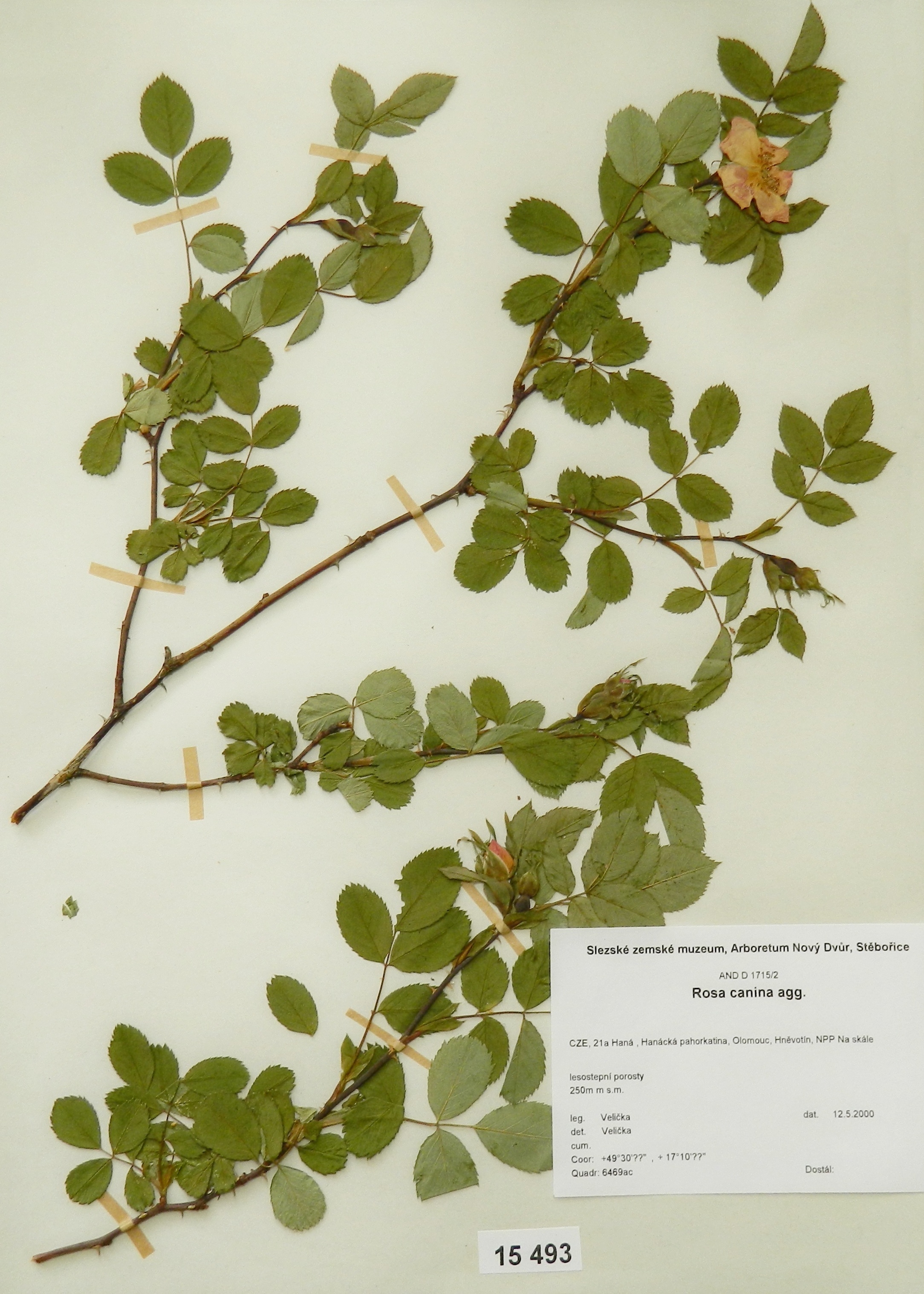 Náhledový obrázek Rosa canina agg - 1