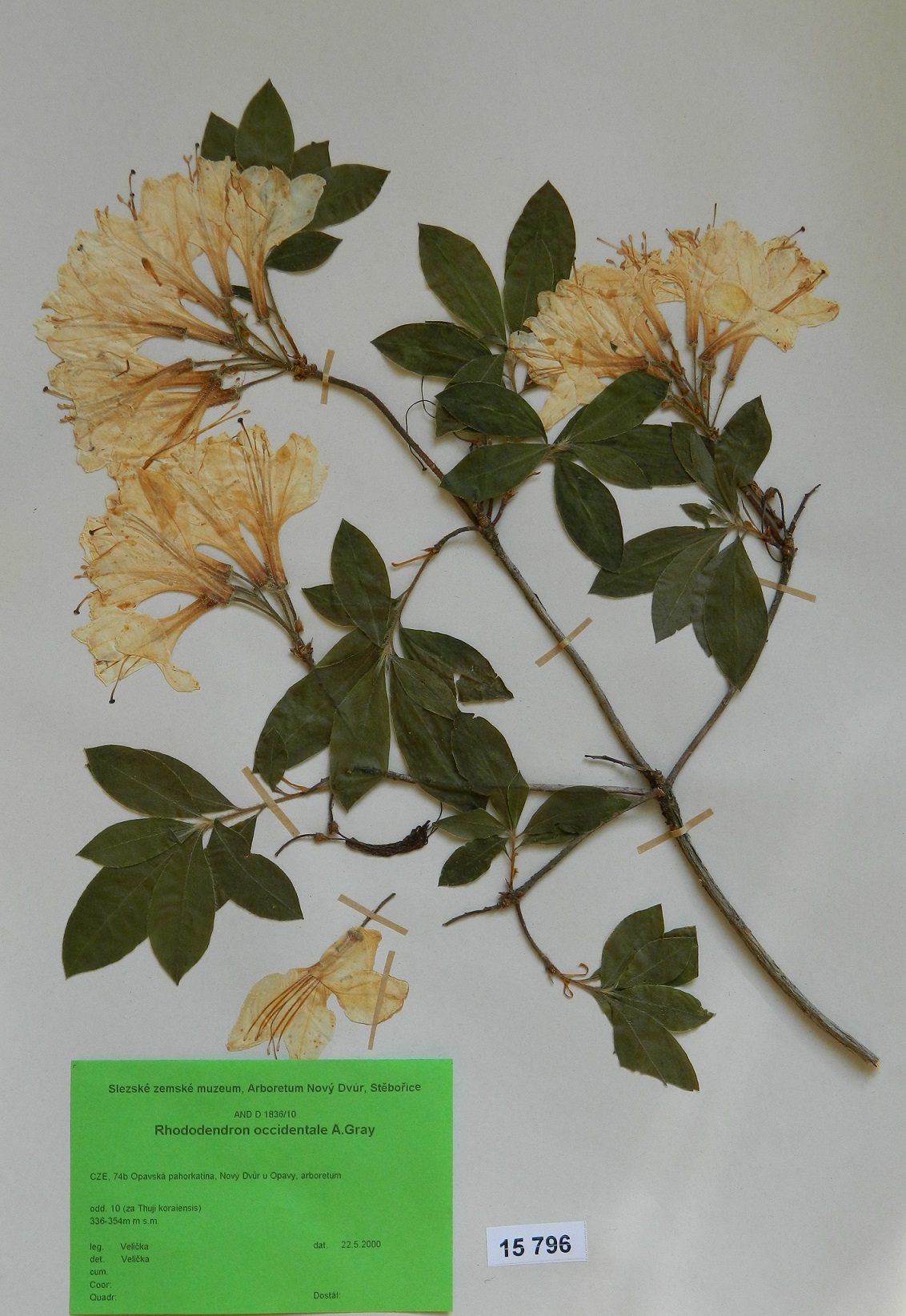 Náhledový obrázek Rhododendron occidentale A. Gray - 1