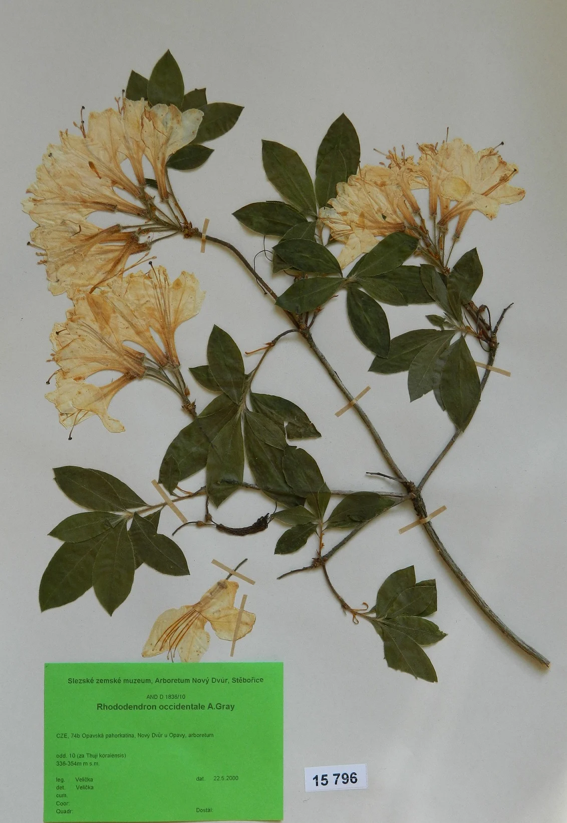 Náhledový obrázek předmětu Rhododendron occidentale A. Gray