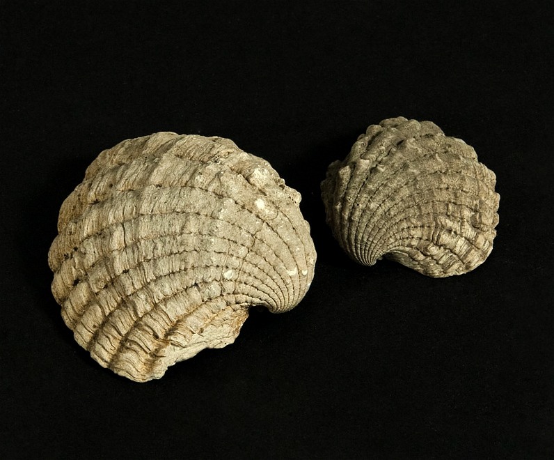 Náhledový obrázek Cordita sp. - 1