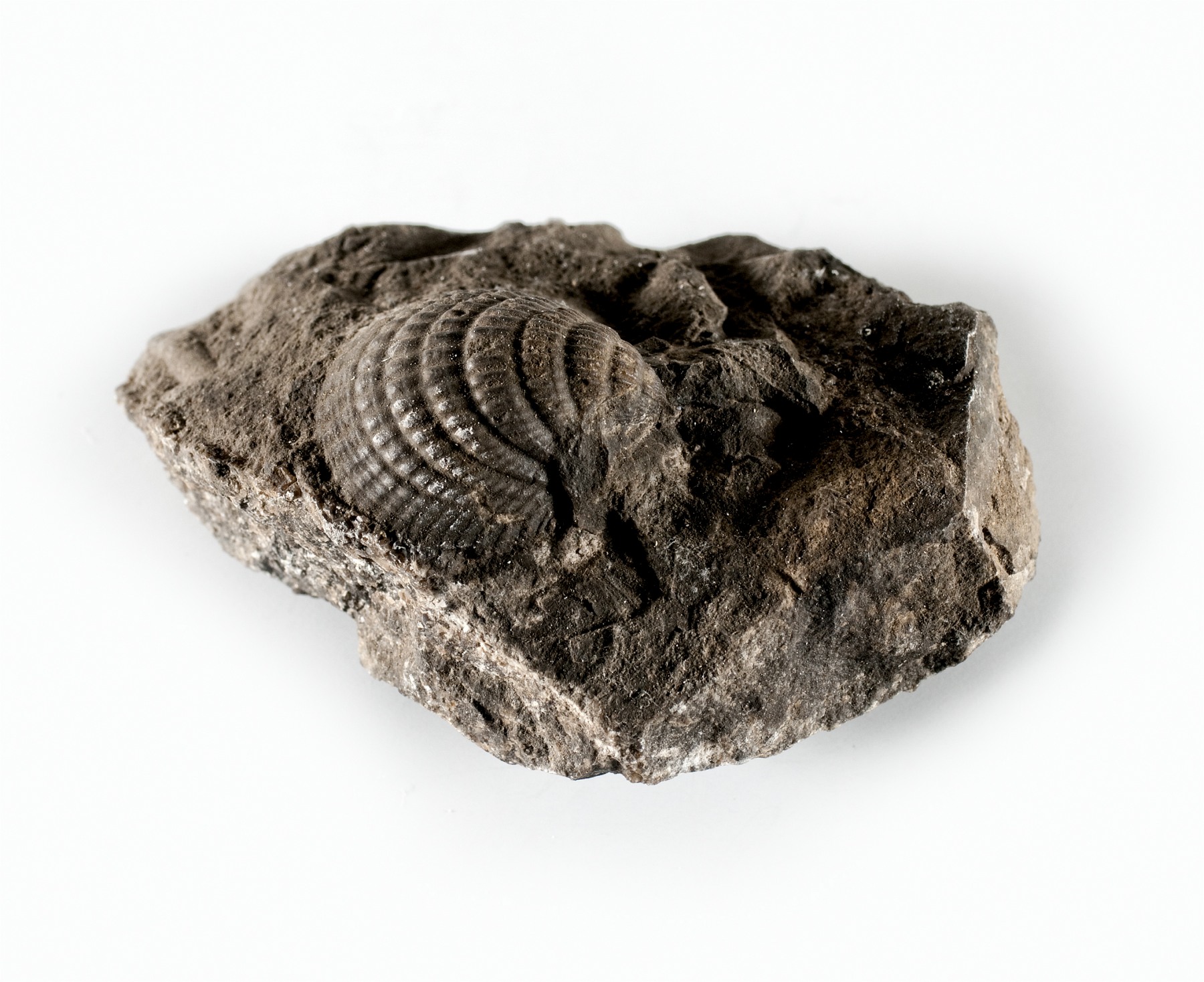 Náhledový obrázek Cardiola sp. - 1