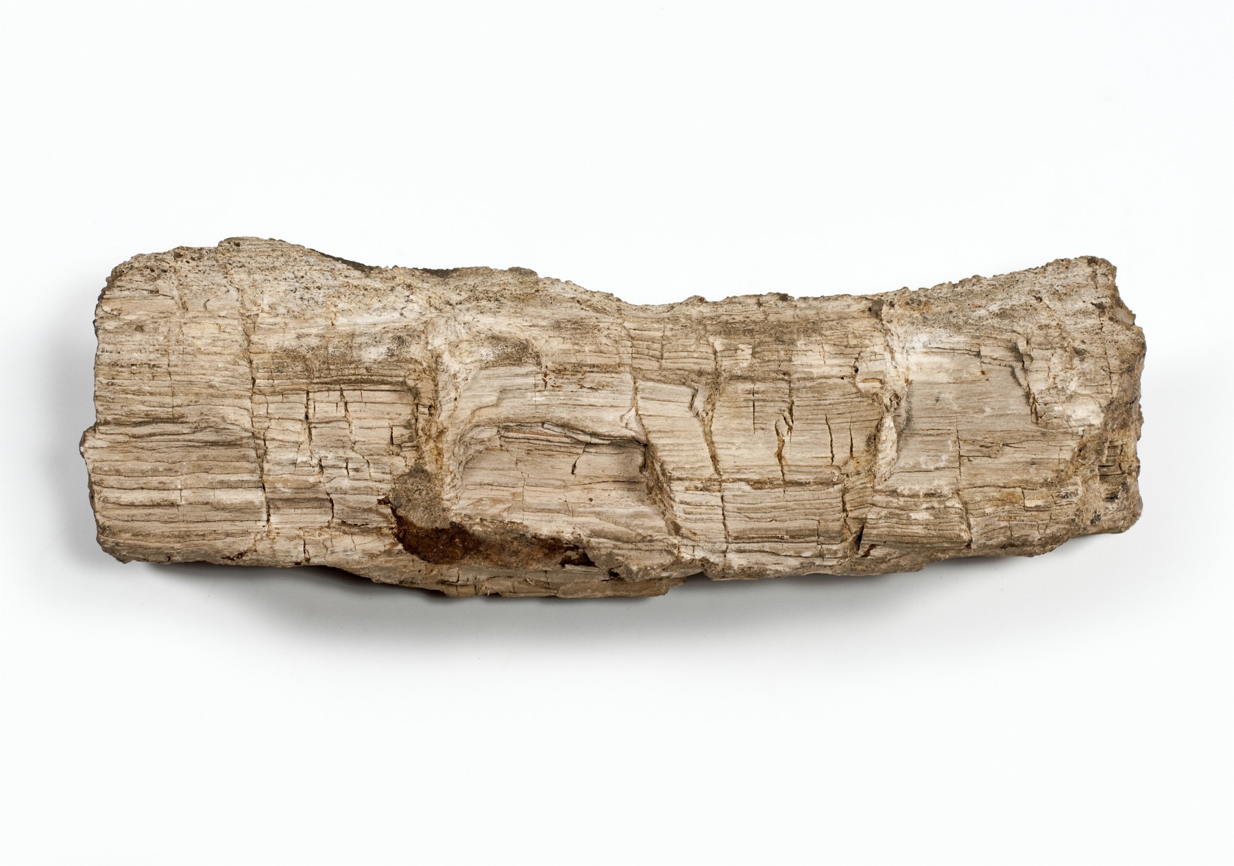 Náhledový obrázek Calamites sp. - 1