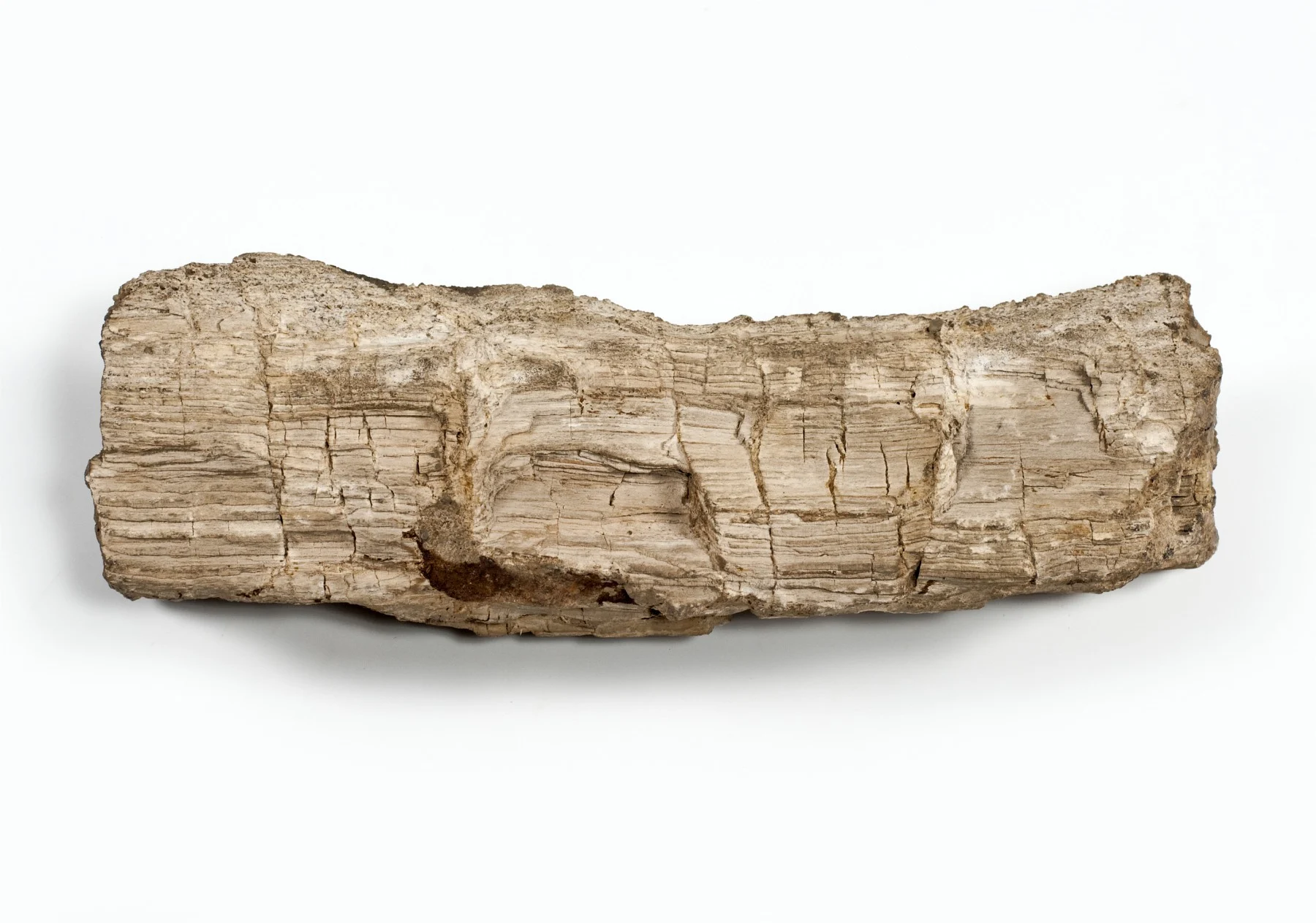 Náhledový obrázek předmětu Calamites sp.