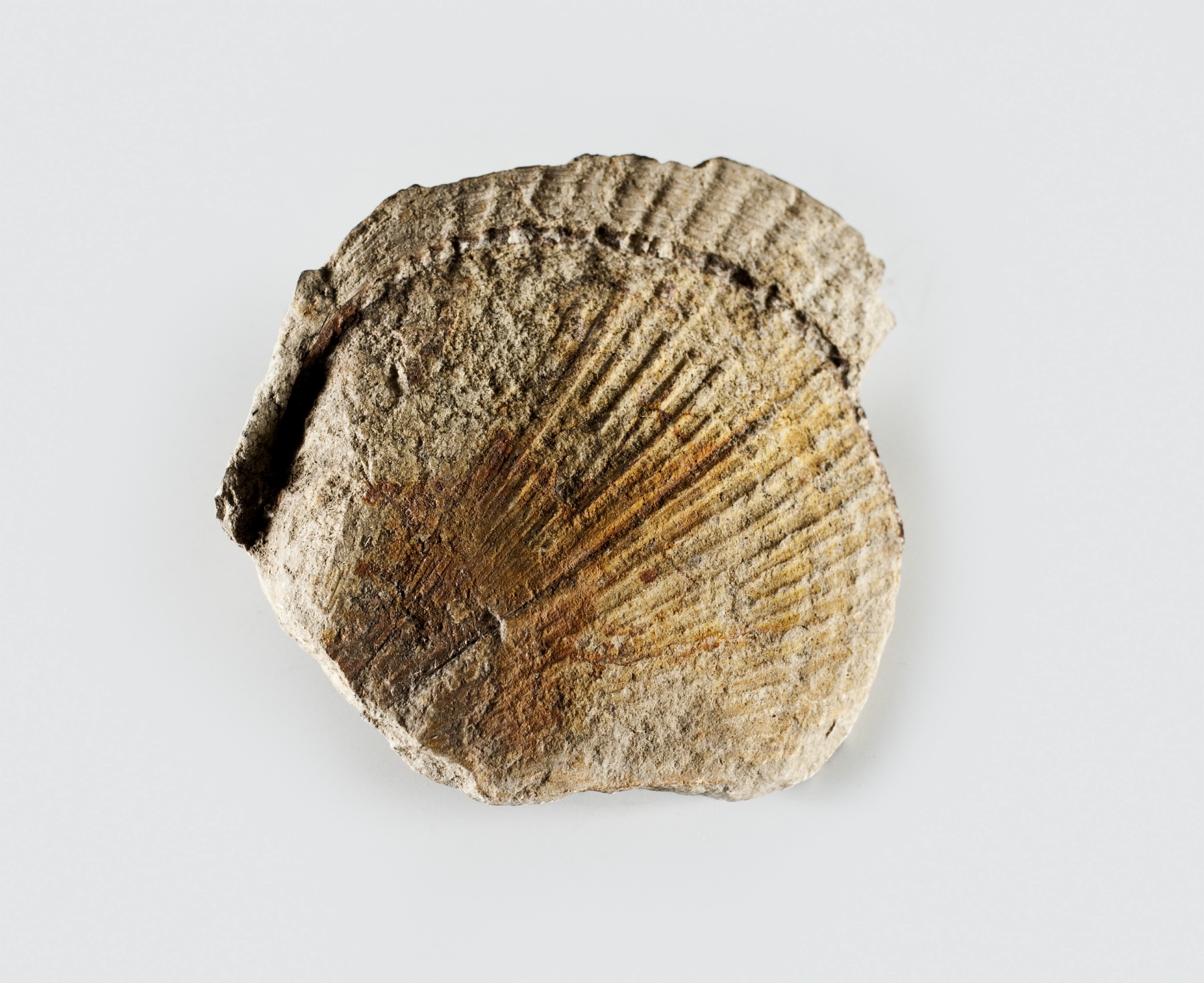 Náhledový obrázek Spondylus spinosus - 1