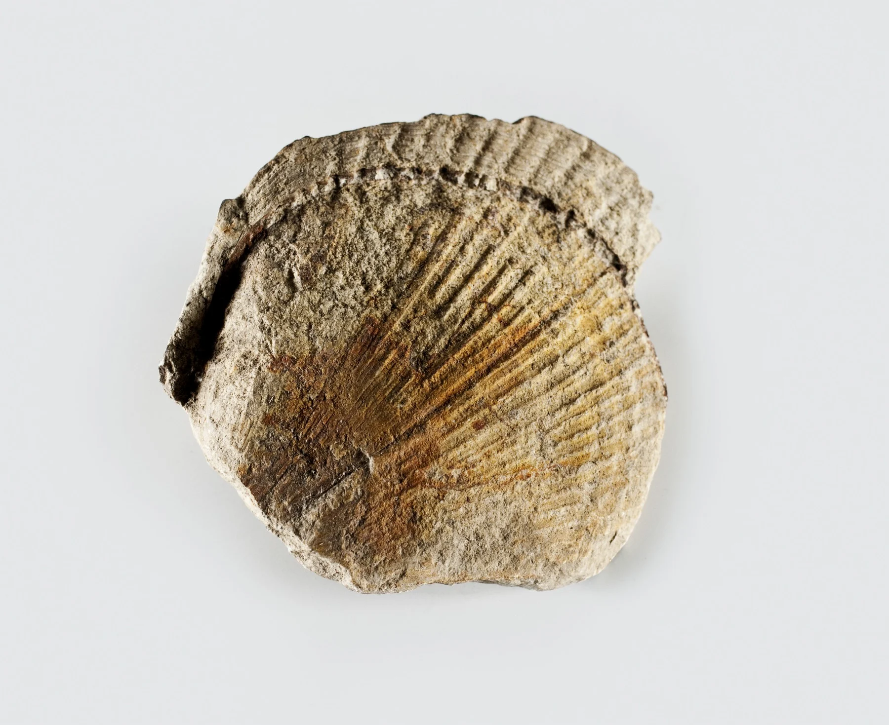 Náhledový obrázek předmětu Spondylus spinosus