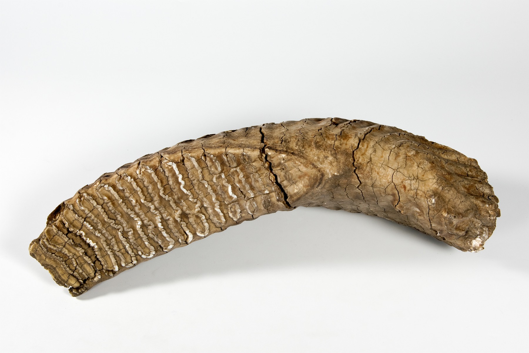 Náhledový obrázek Mammuthus primigenius - 1