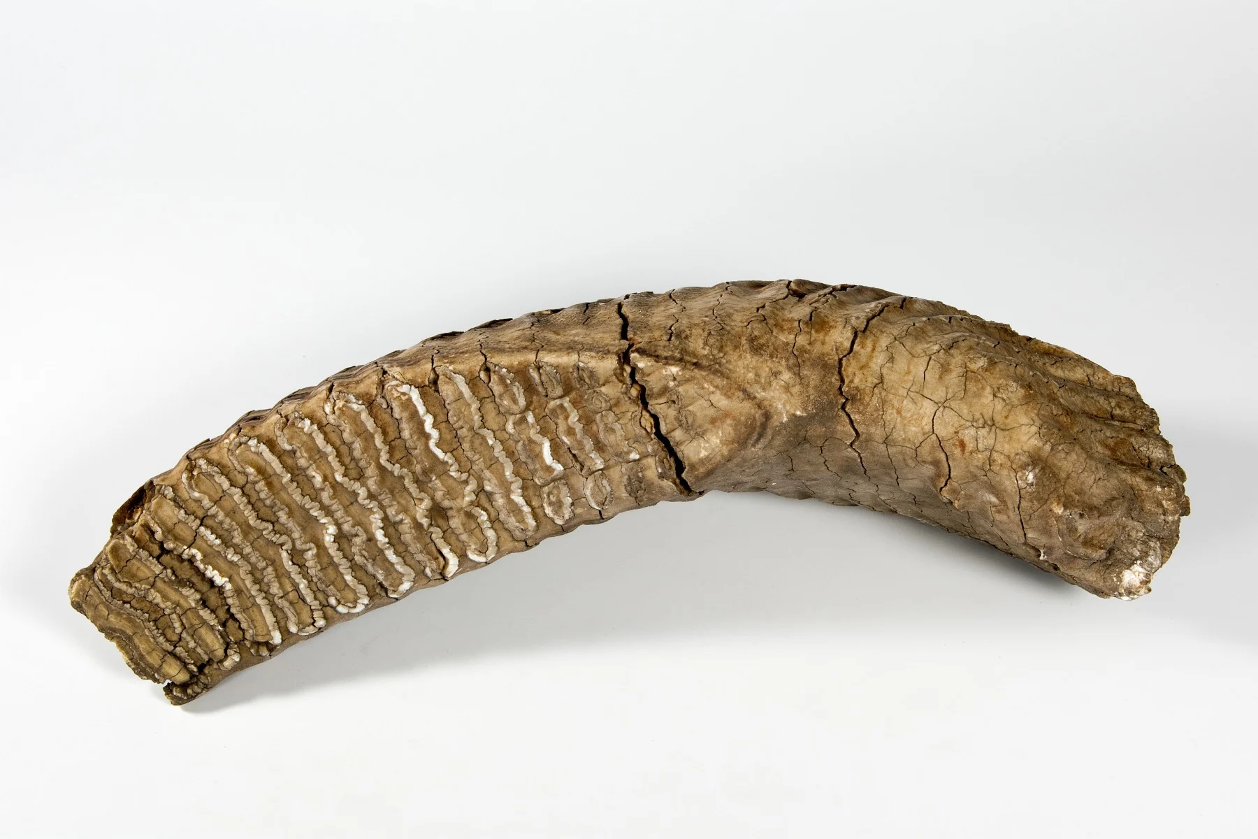 Náhledový obrázek předmětu Mammuthus primigenius