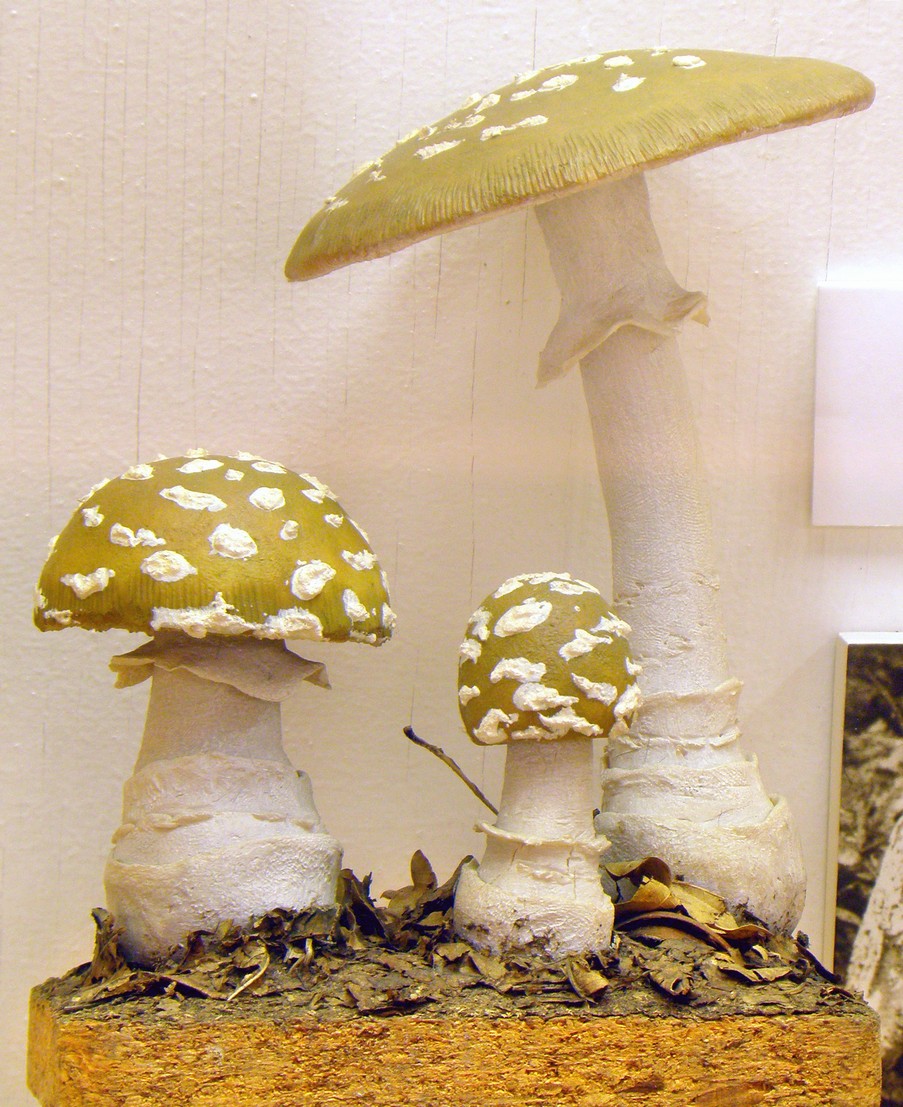 Náhledový obrázek Muchomůrka tygrovaná - 1