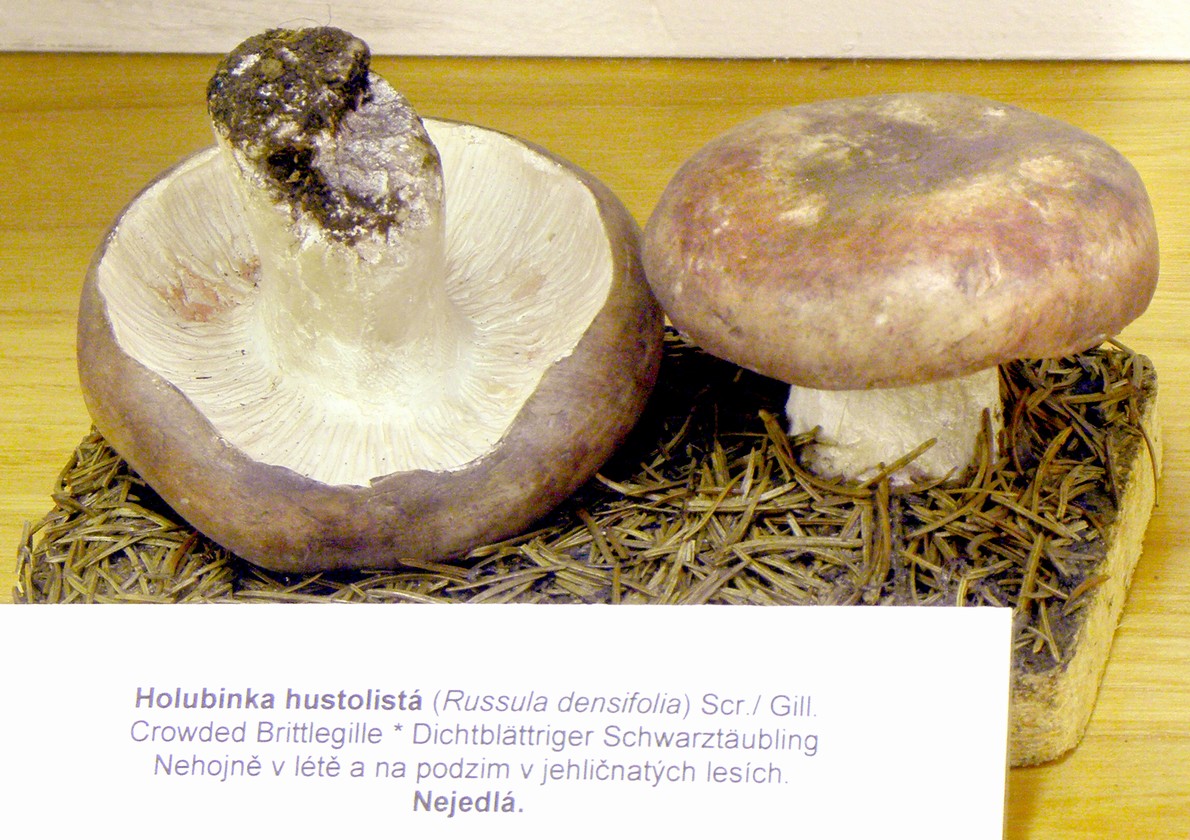 Náhledový obrázek Holubinka hustolistá - 1
