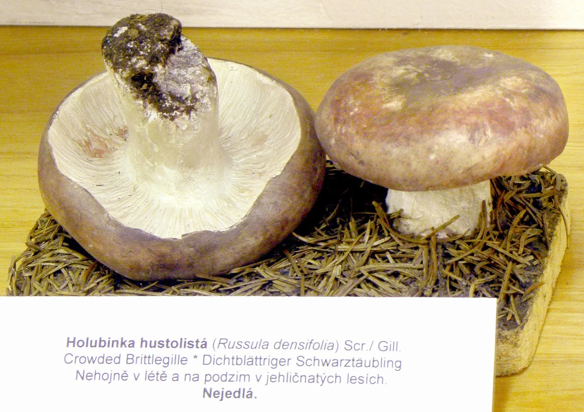 Obrázek Holubinka hustolistá