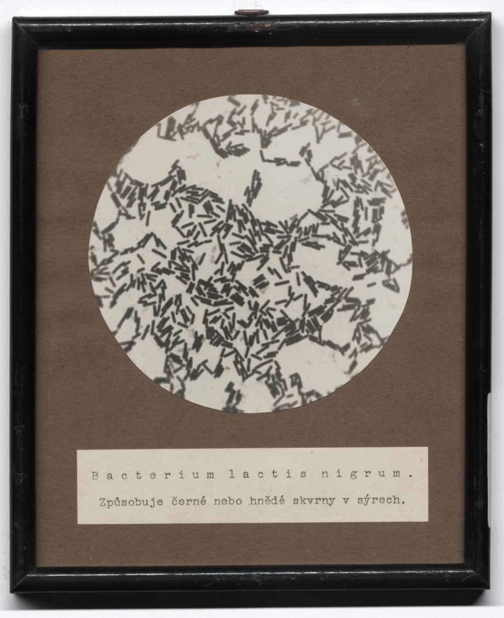 Náhledový obrázek Bacterium lactis nigrum - 1