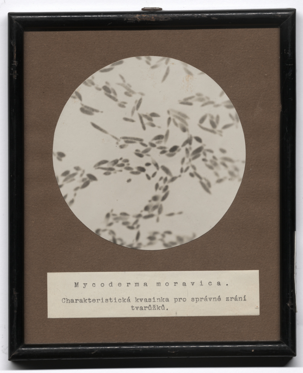 Náhledový obrázek C Mycoderma moravica - 1
