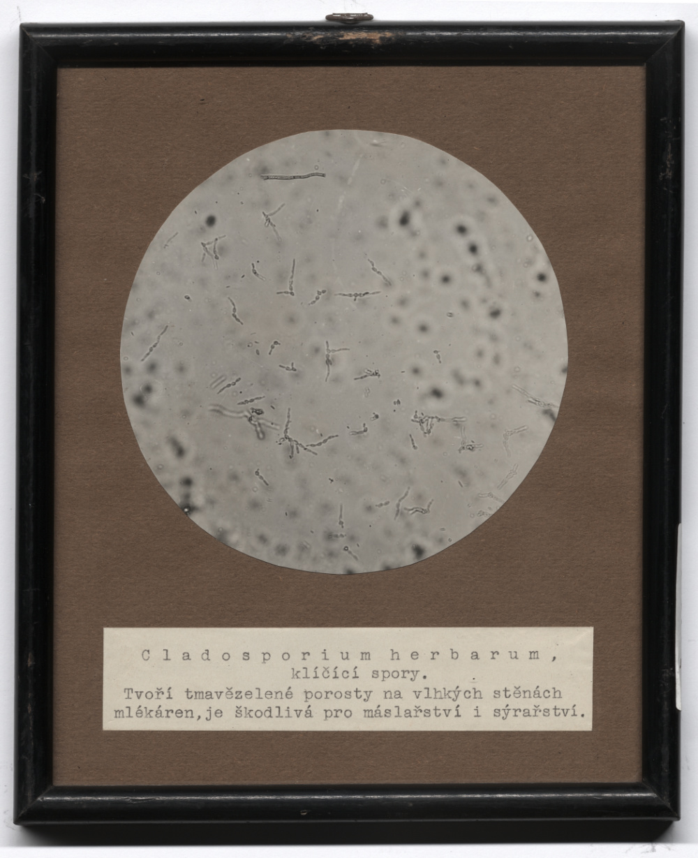 Náhledový obrázek Cladosporium herbarum - 1