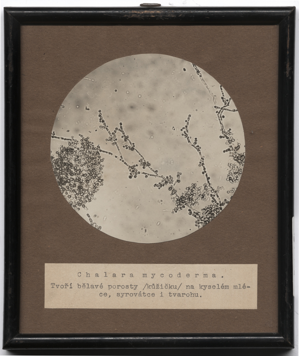 Náhledový obrázek Cholera mycoderma - 1