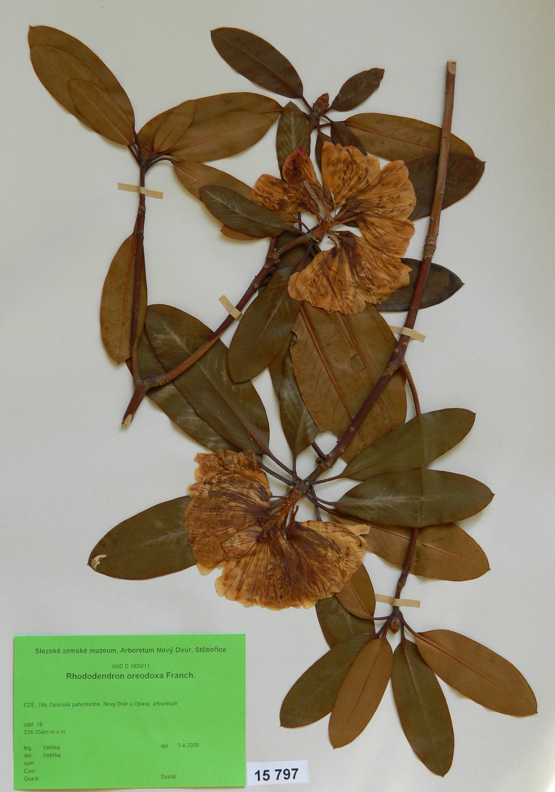Náhledový obrázek Rhododendron oreodoxa Franch. - 1