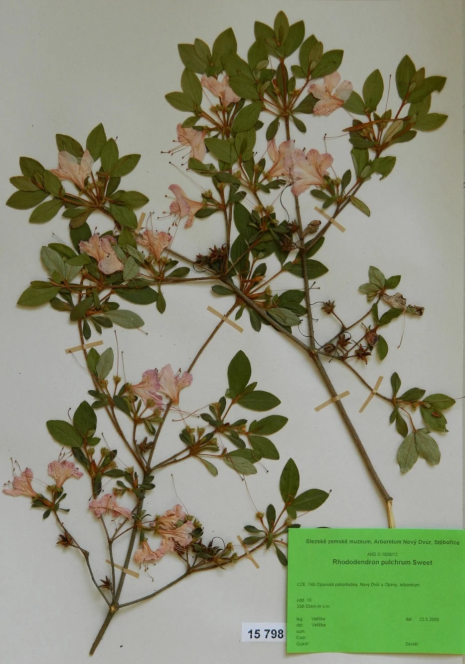 Náhledový obrázek předmětu Rhododendron pulchrum Sweet