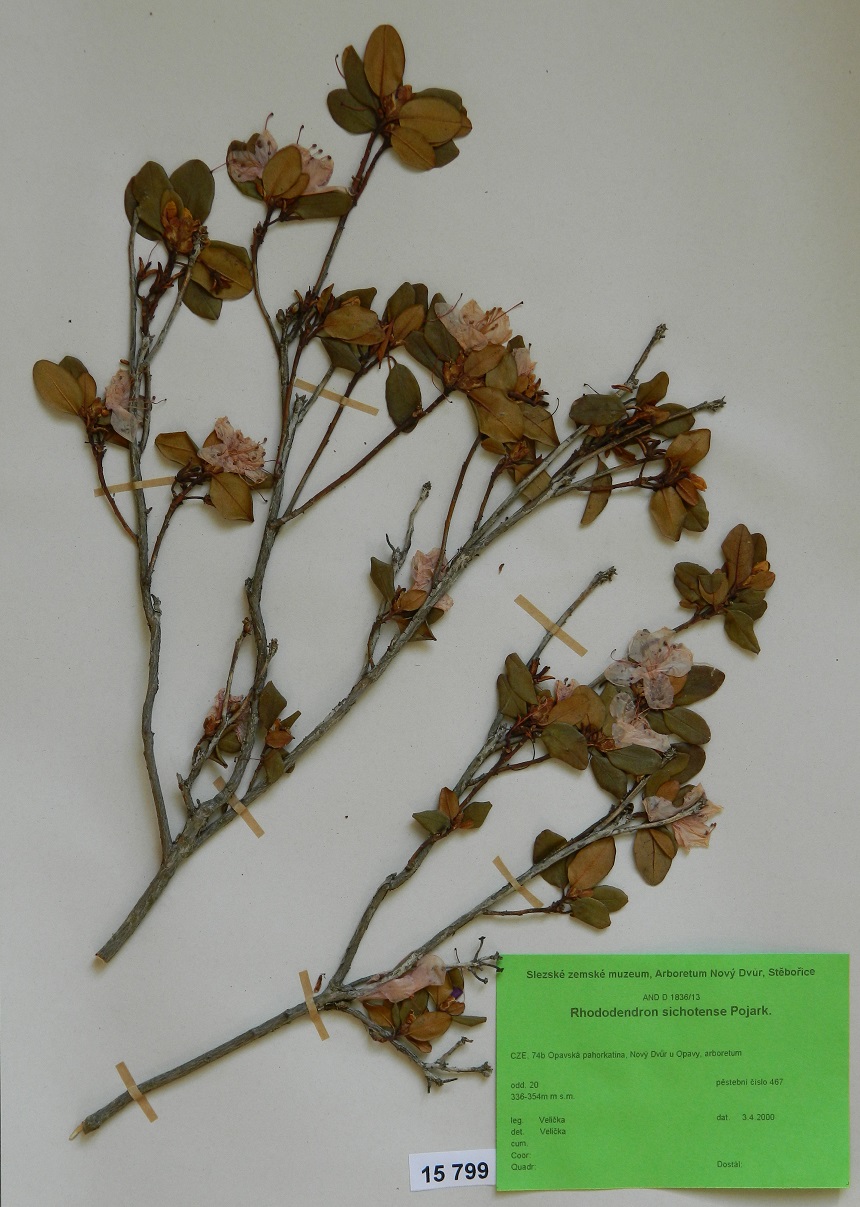 Náhledový obrázek Rhododendron sichotense Pojark. - 1