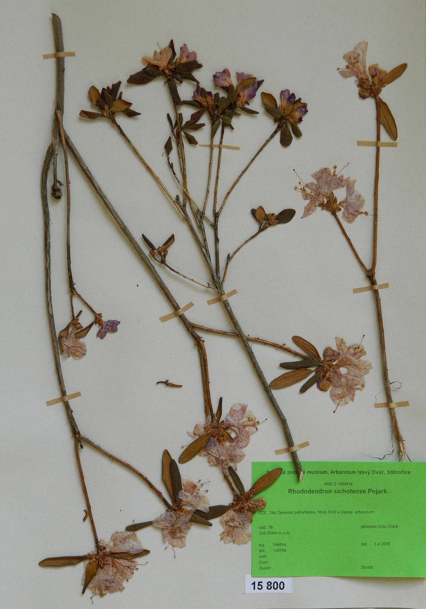 Náhledový obrázek Rhododendron sichotense Pojark. - 1