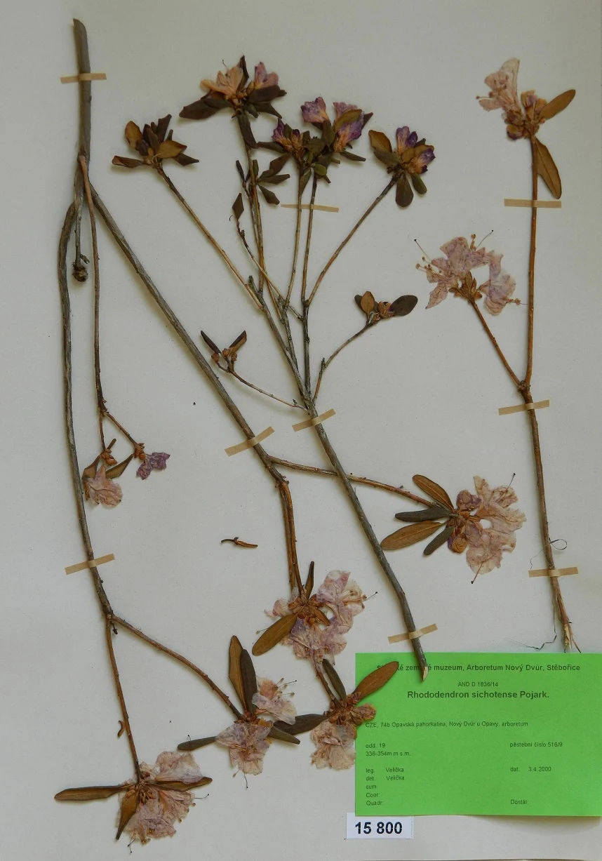Náhledový obrázek předmětu Rhododendron sichotense Pojark.