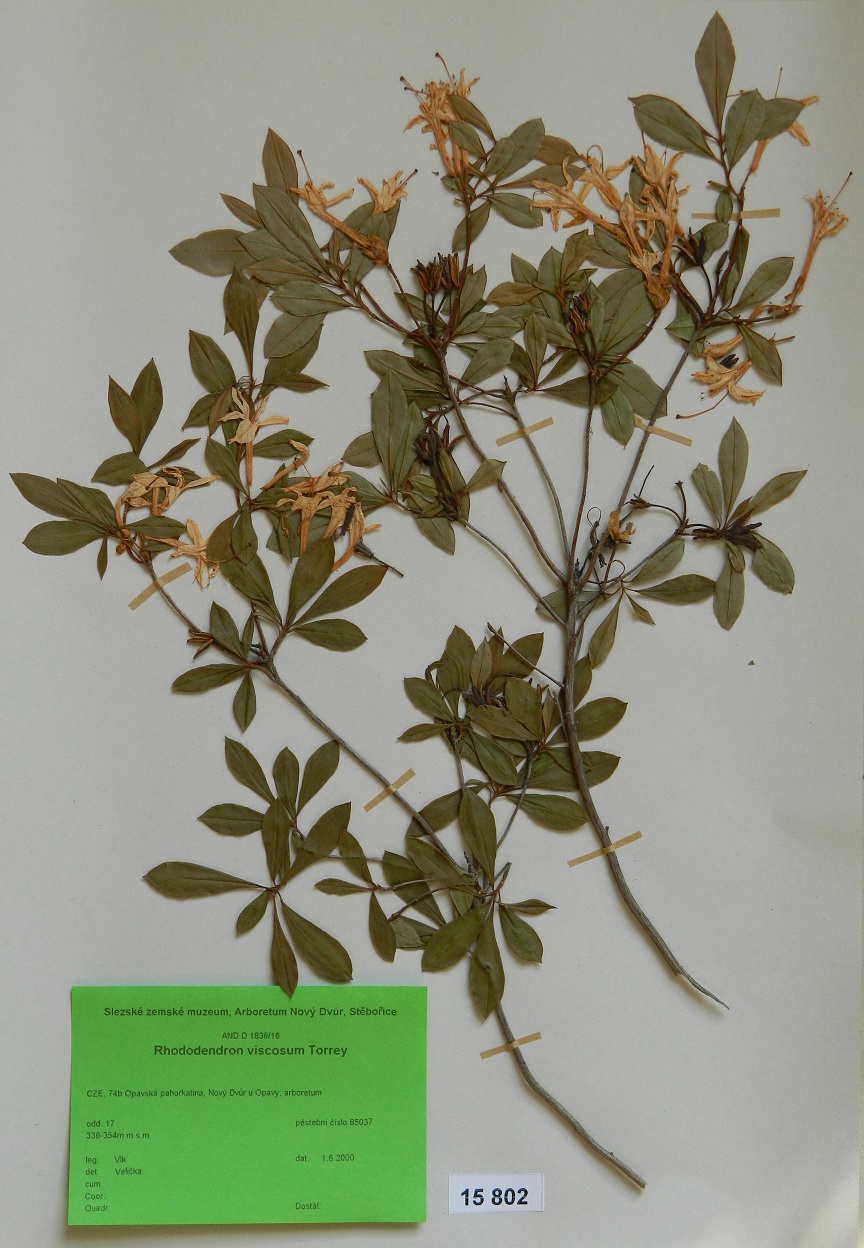 Náhledový obrázek Rhododendron viscosum Torrey - 1