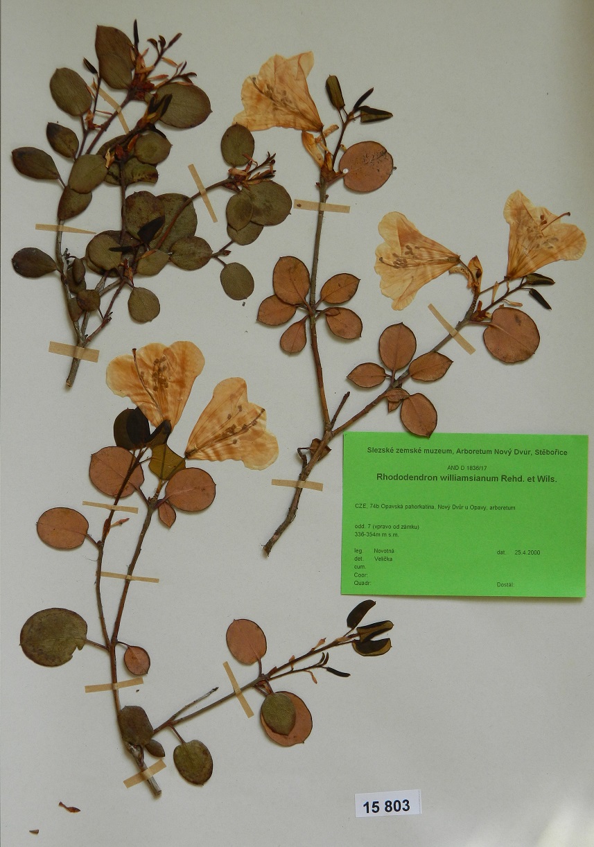 Náhledový obrázek Rhododendron williamsianum Rehd. Et Wils. - 1