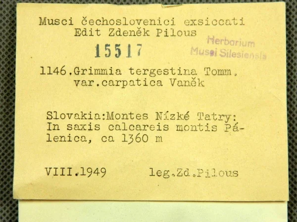 Náhledový obrázek předmětu Grimmia tergestina