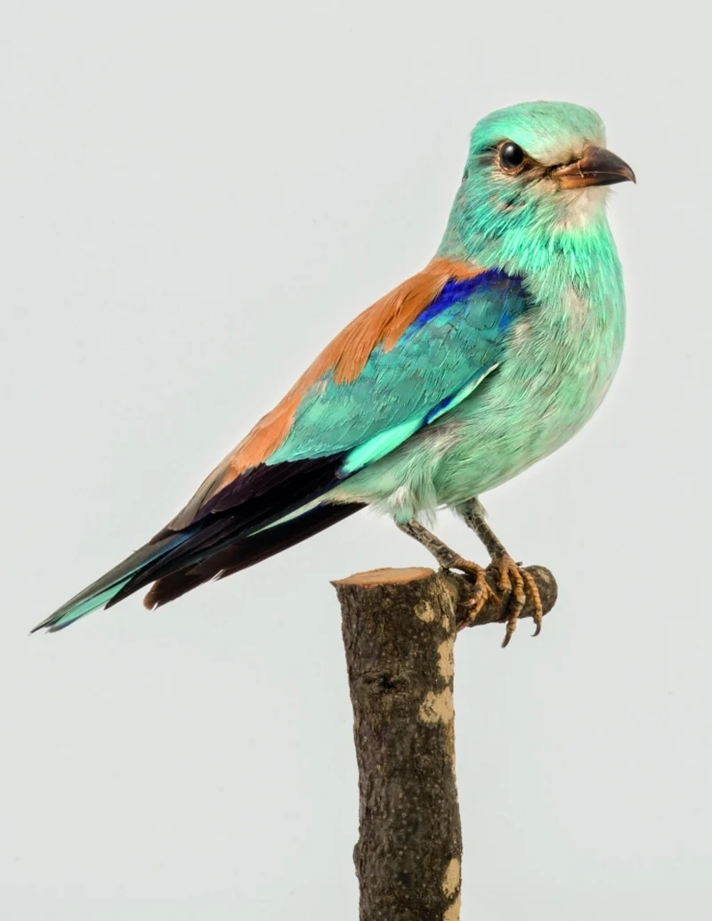 Náhledový obrázek předmětu Mandelík hajní - Coracias garrulus