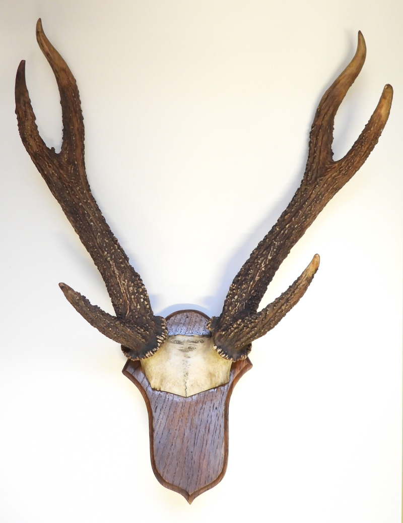Náhledový obrázek Sambar ostrovní - Rusa timorensis moluccensis - 1