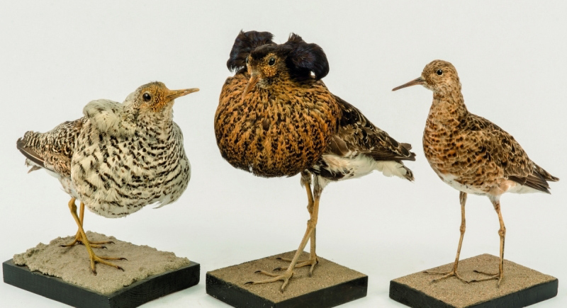 Náhledový obrázek Jespák bojovný - Calidris pugnax - 1